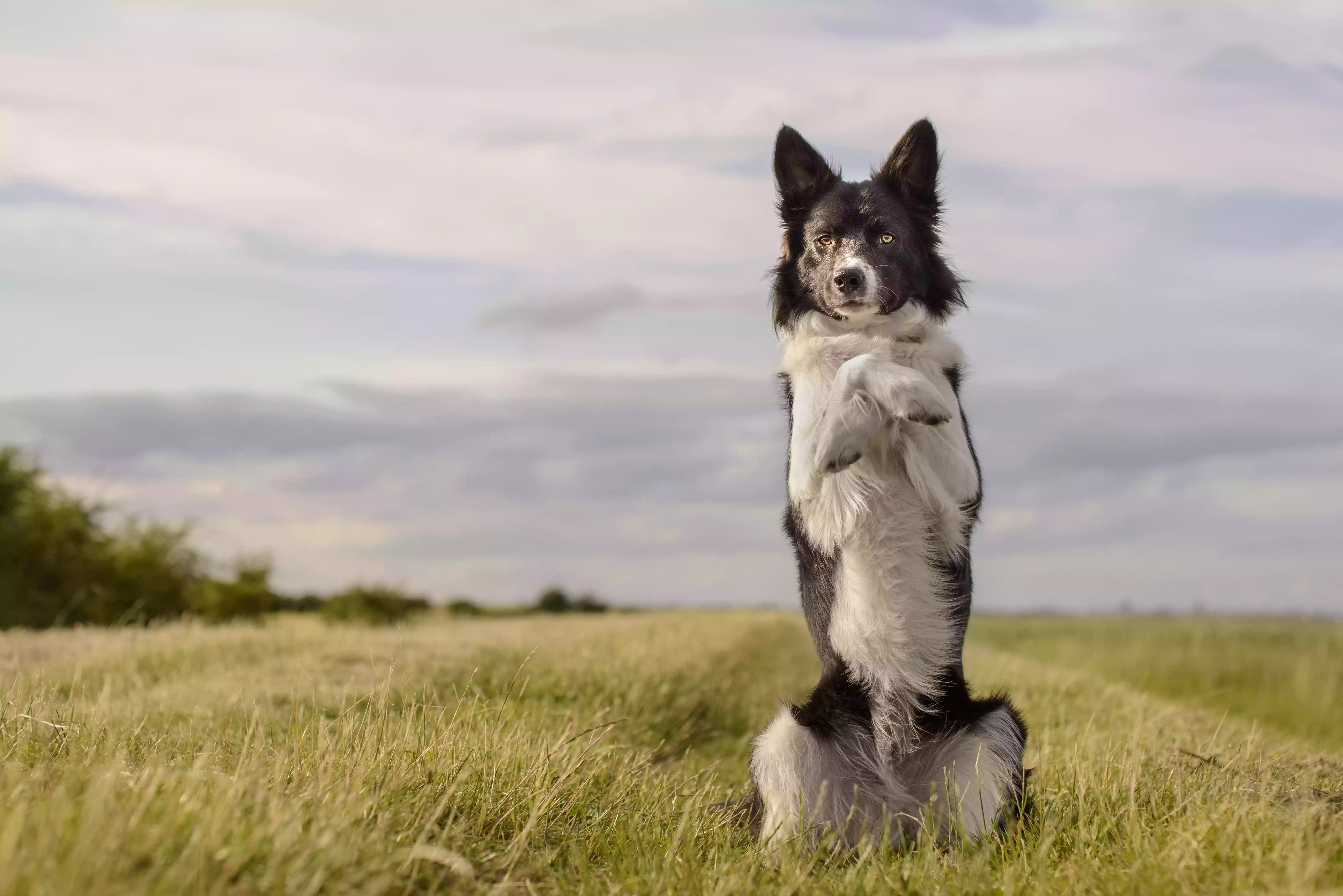 black and white dog in a field doing trick standing on two paws