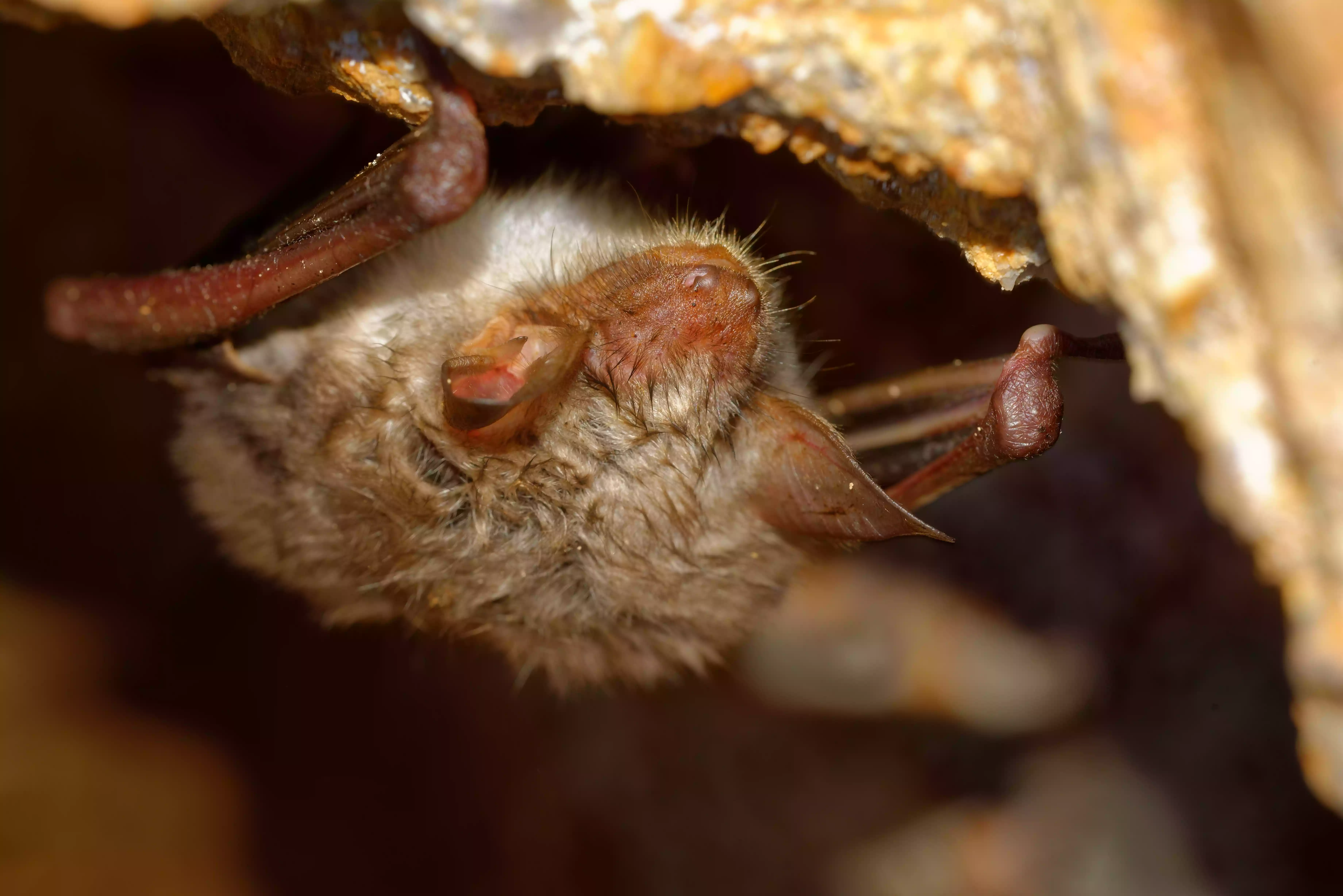 The greater mouse-eared bat, which can live up to 22 years in the wild