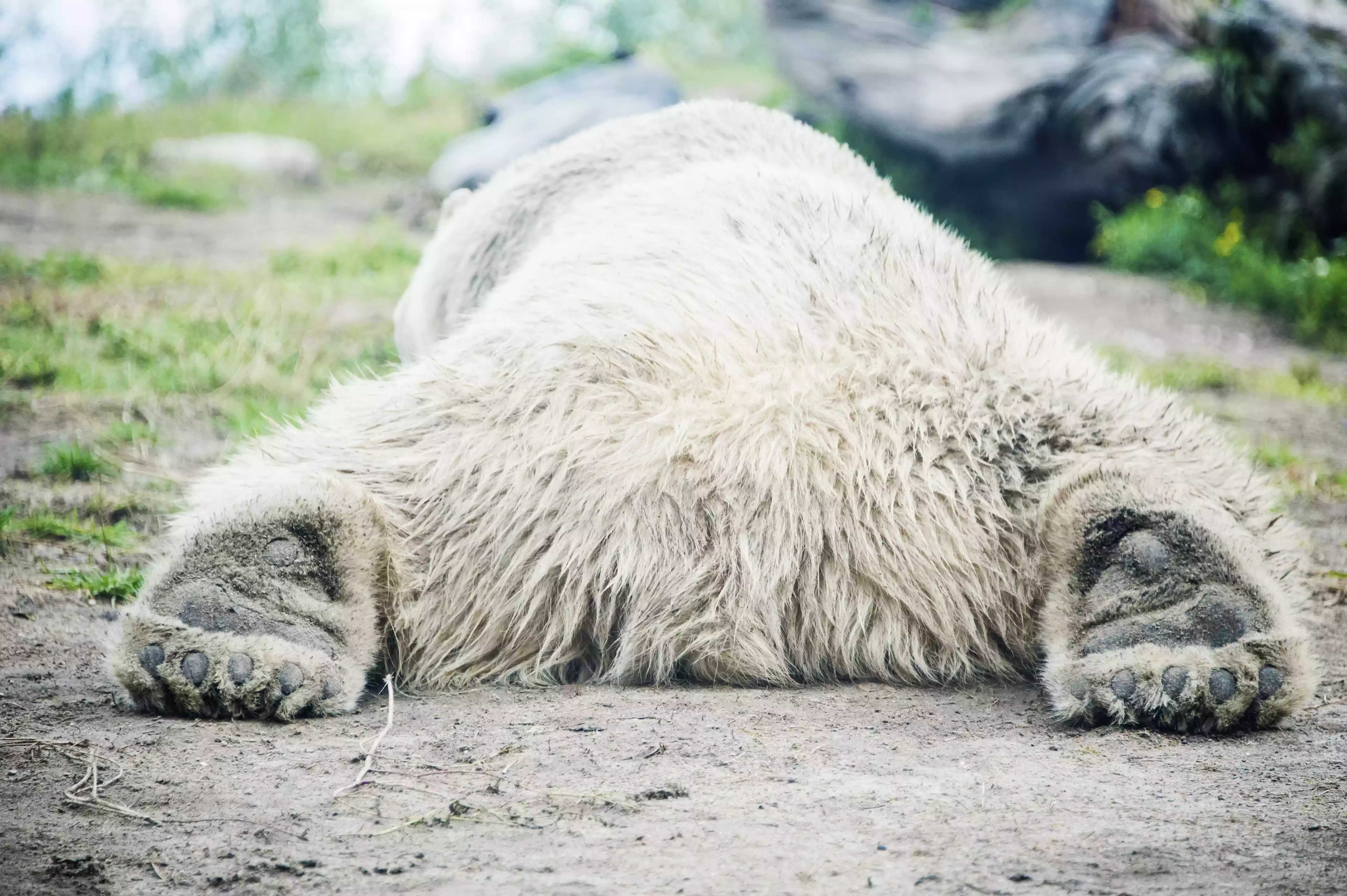 huge polar bear sprawled on ground