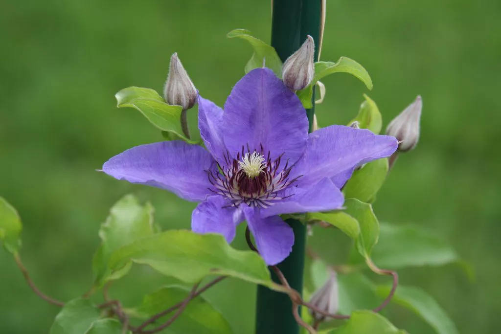 The purple flower of the Konigskind vine sits in full bloom surrounded by a background of blurred greenery