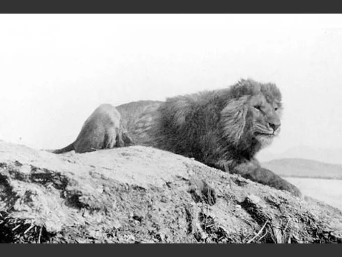 A Barbary lion laying down on top of a mountain in Nigeria