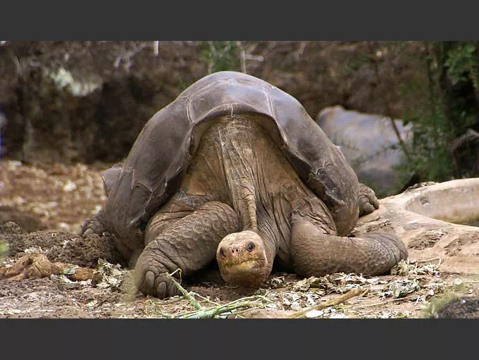 Lonesome George Pinta giant tortoise laying down with his face extended