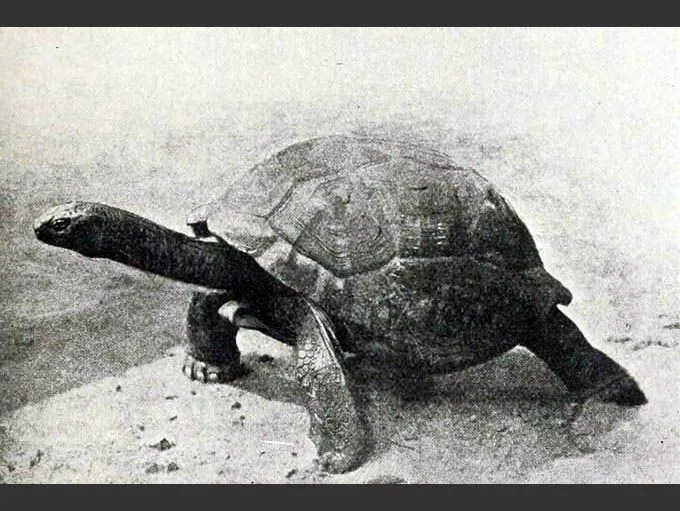 A Seychelles giant tortoise standing with its head extended
