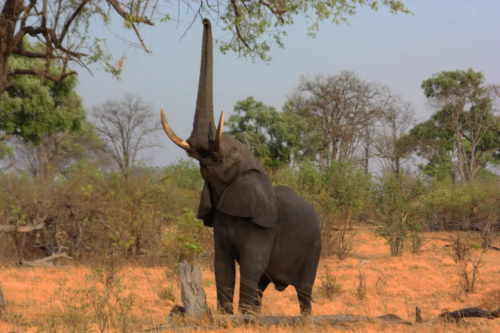 elephant trunk