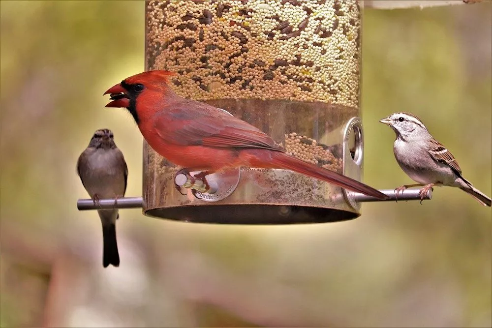 cardinal at birdfeeder