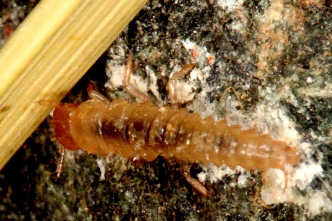 tapered tan insect with reddish head and dark spot
