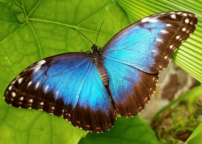 A blue morpho butterfly resting on a green leaf
