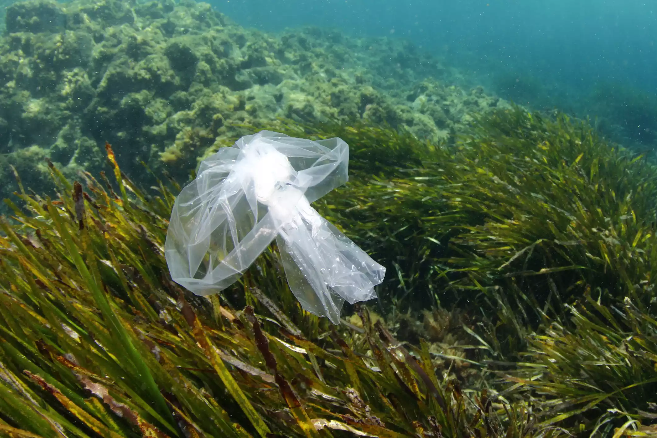 Plastic bag at sea. These can be dangerous to sea turtles who mistake them for food, such as jellyfish.