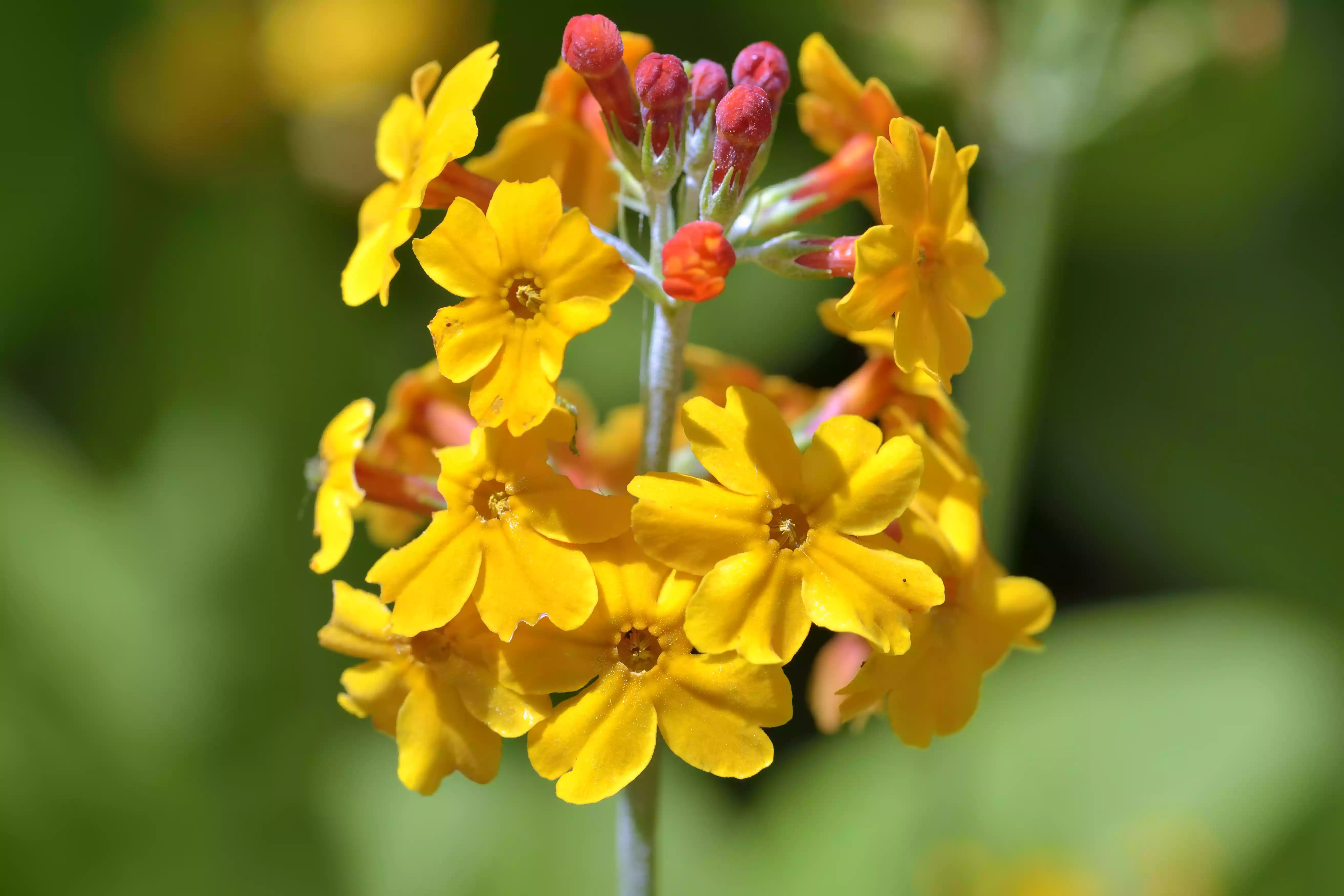 One yellow candelabra primulas on a green background