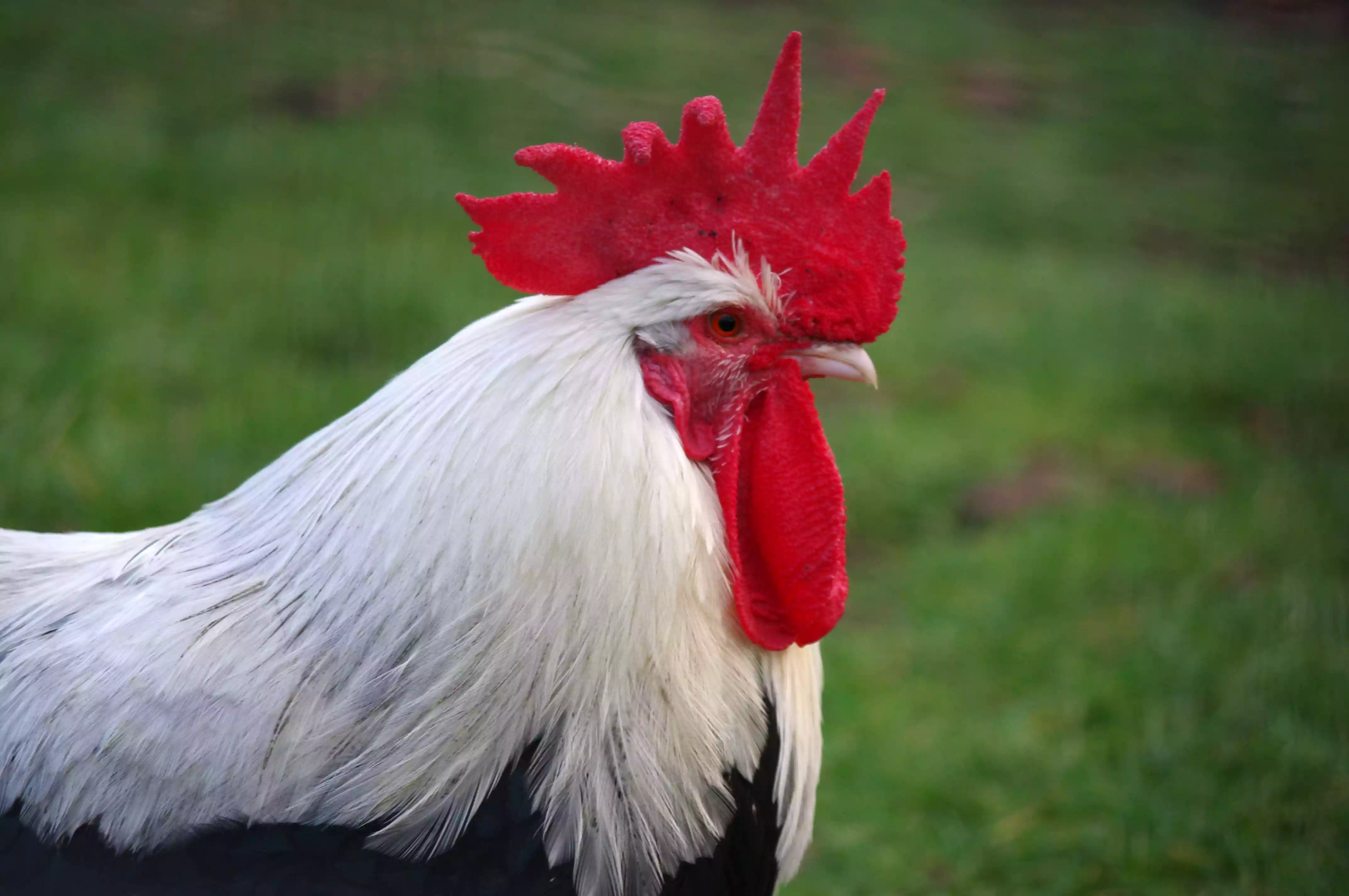close up of a white and dark colored rooster with a bright red spiked single comb, red earlobes and red wattle with white beak