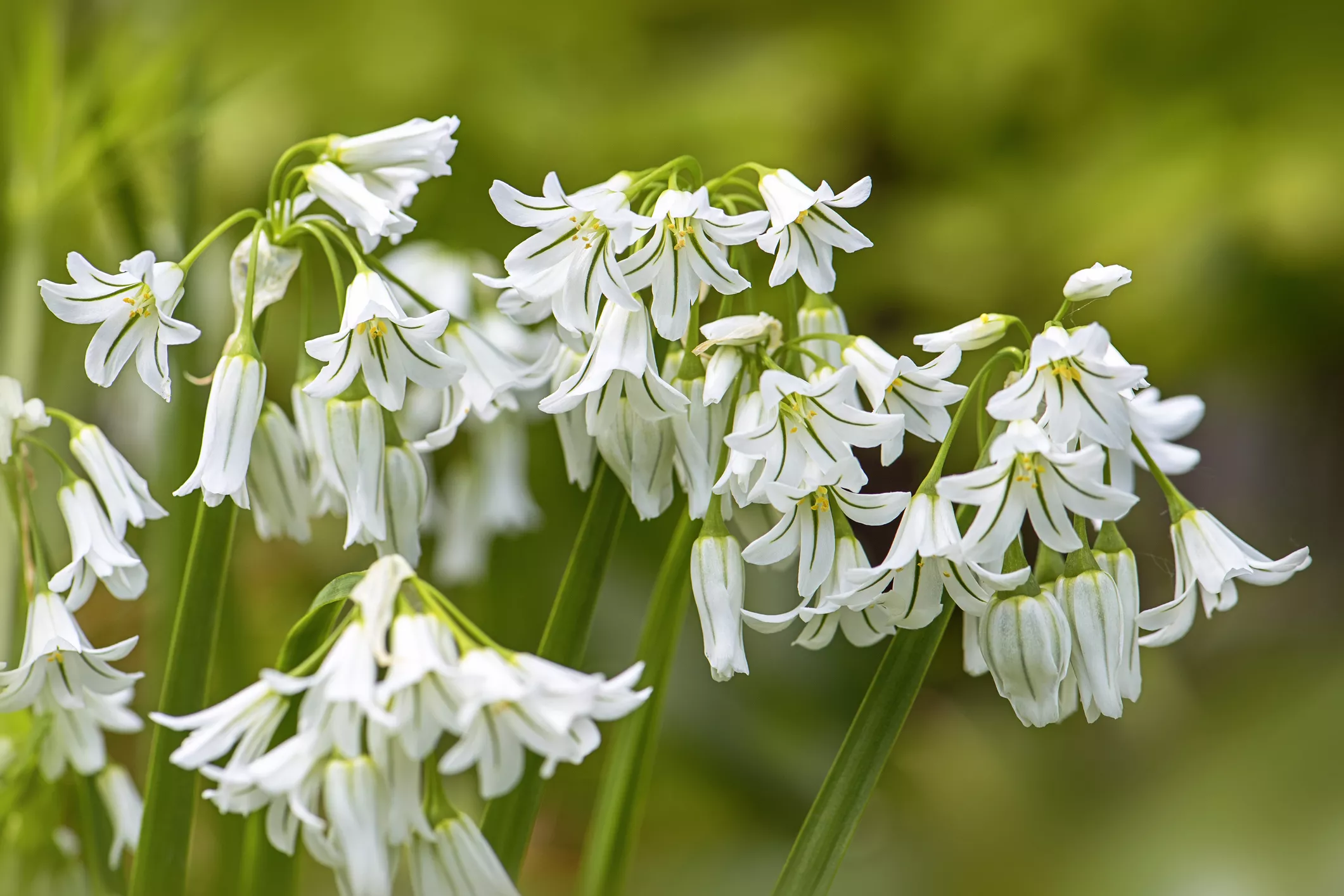 Delicate white flowers hanging from a green wild onion plant