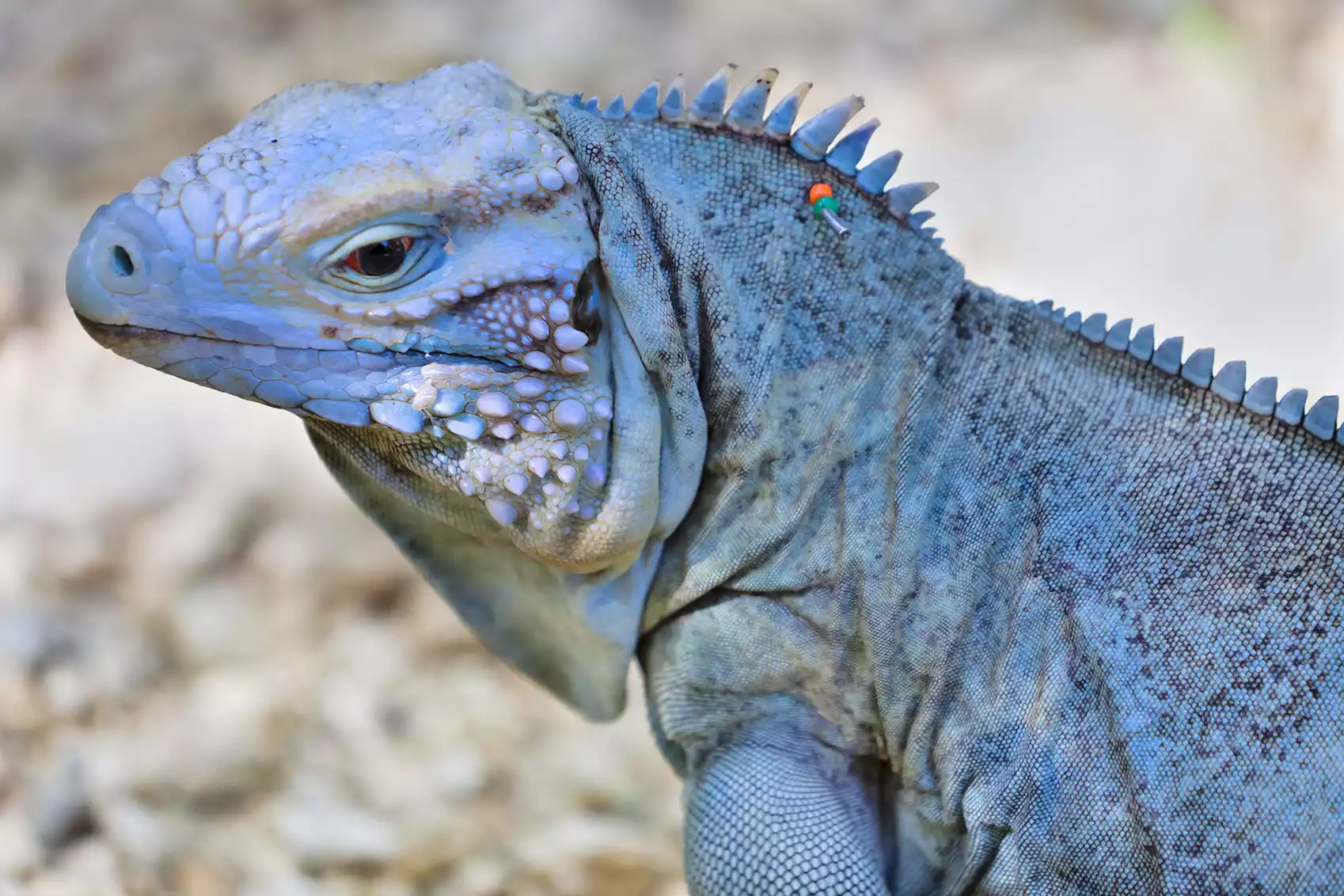 A blue iguana standing against a background of rocky terrain