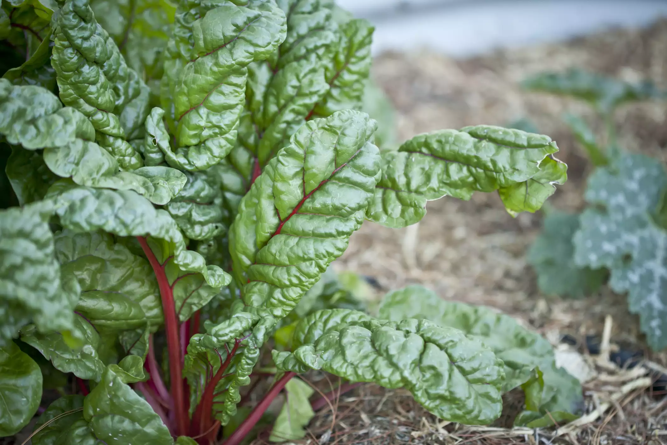 Red-ribbed chard with crinkled leaves growing in garden