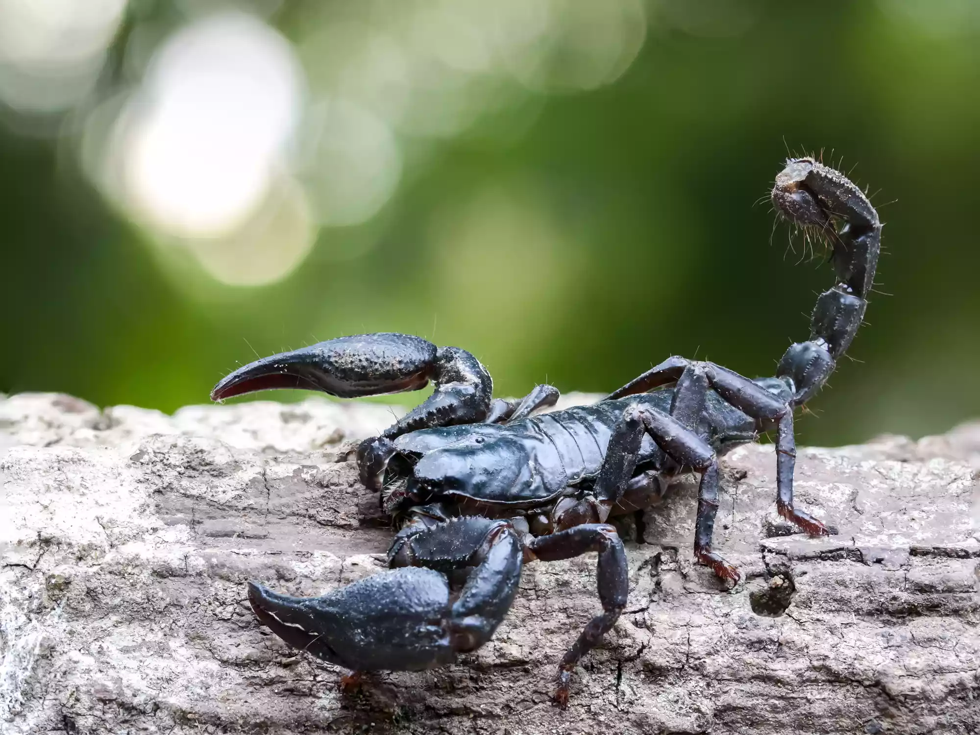 A dark brown scorpion with a curled tail on a log