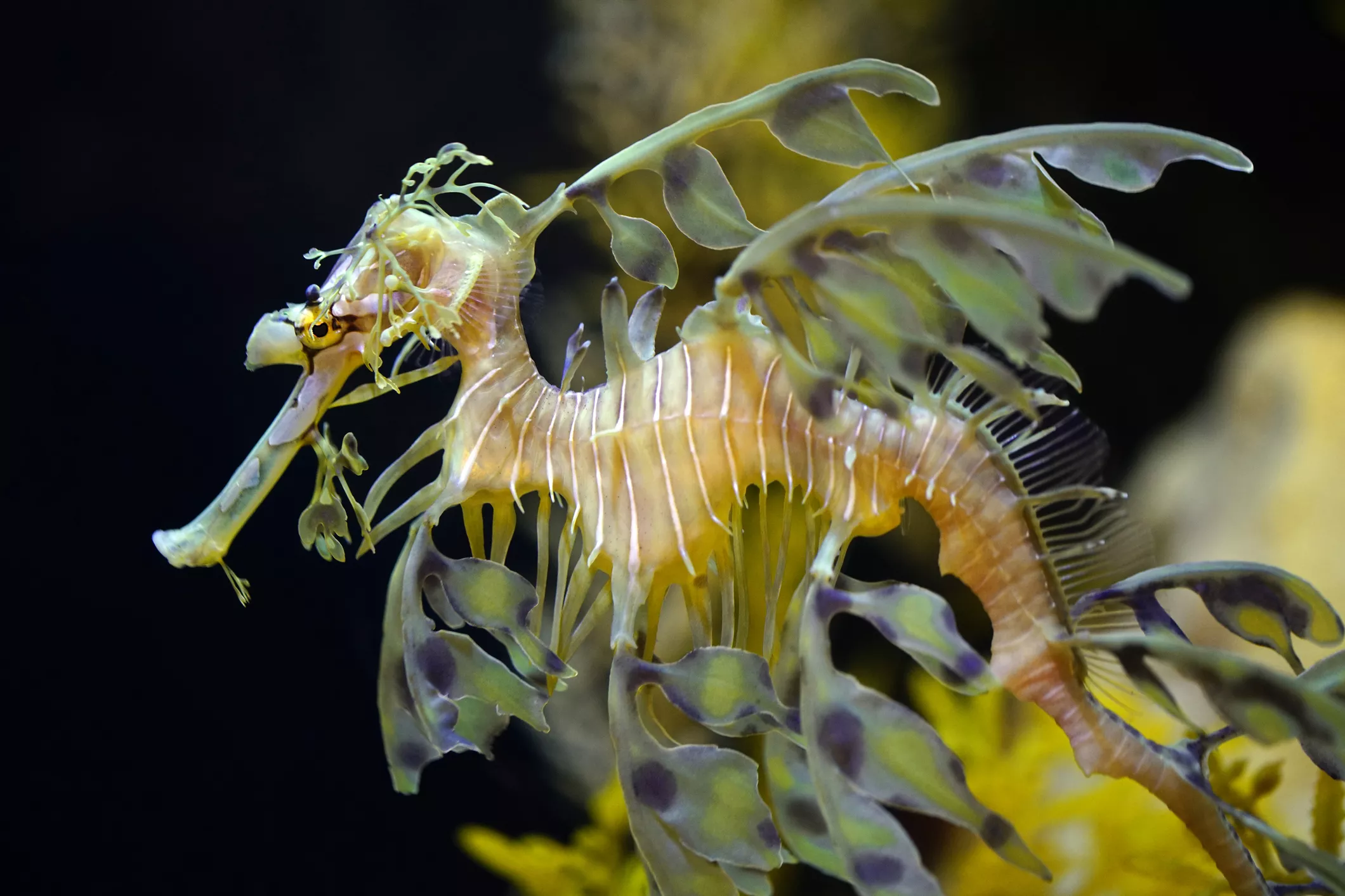 A sea creature with complex fins that resemble sea plants