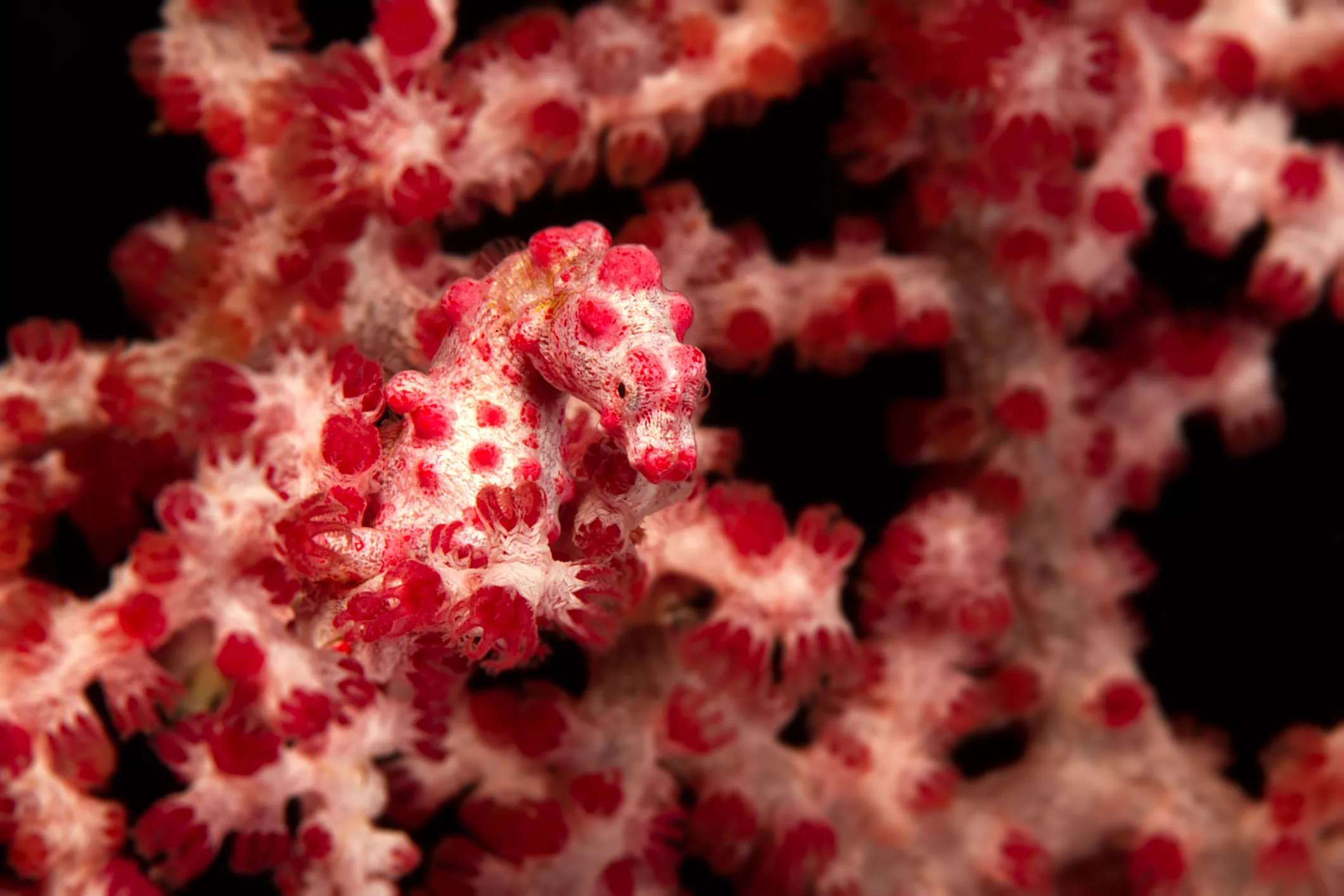 A pink and white seahorse blends into the coral in the background