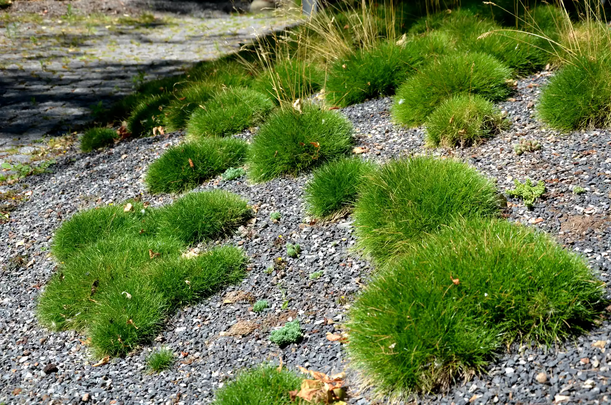 Bunches of fescue grass on a gravel slope