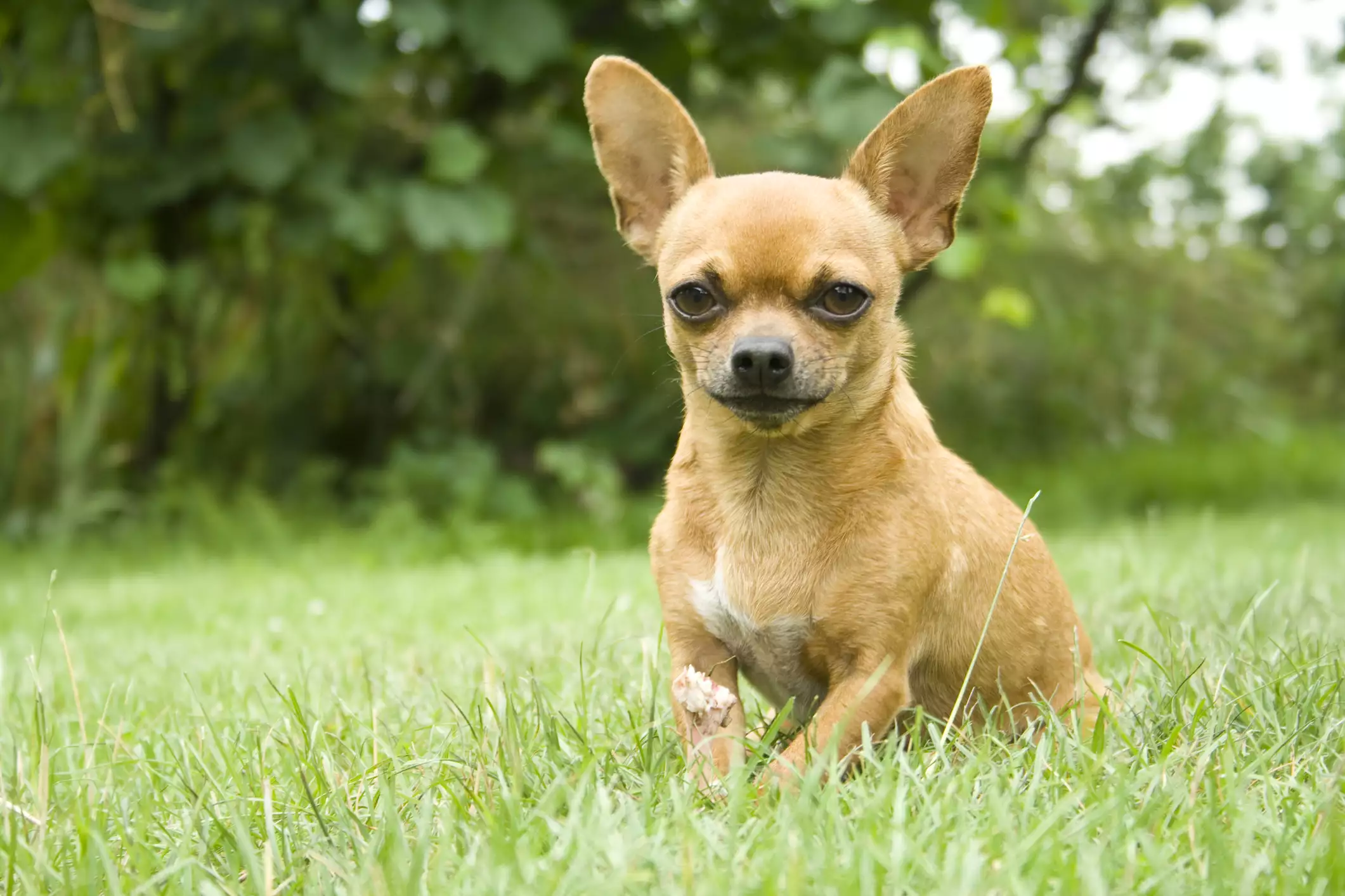 Small tan chihuahua dog sits in grass