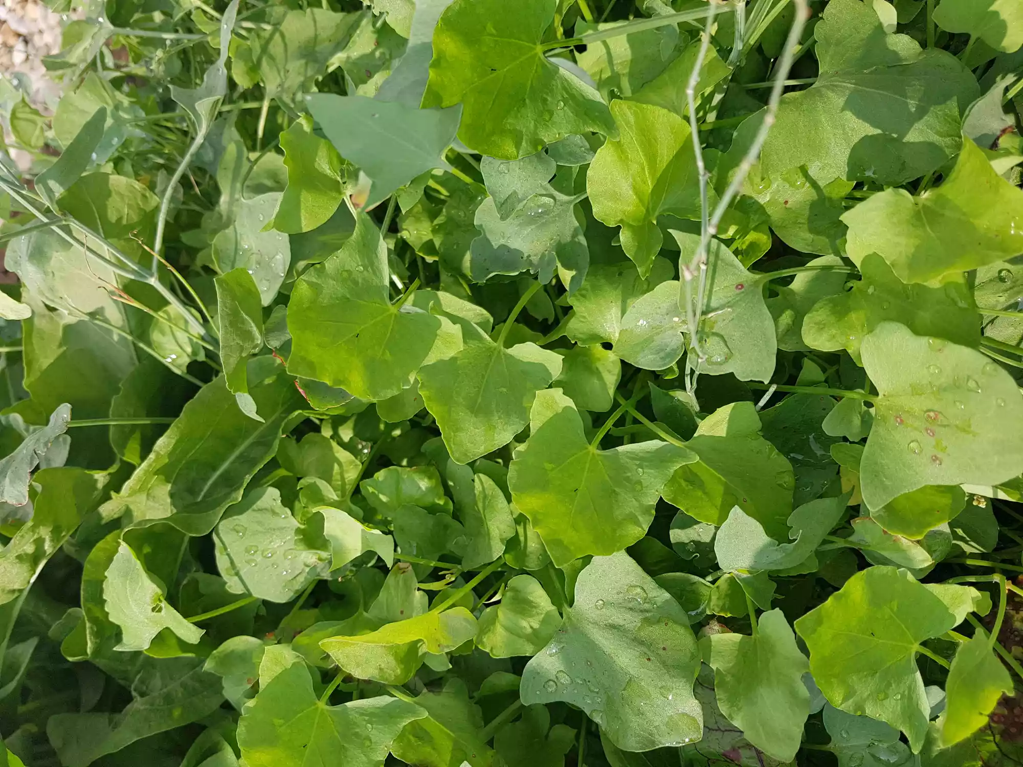 A patch of green sorrel leaves in a garden