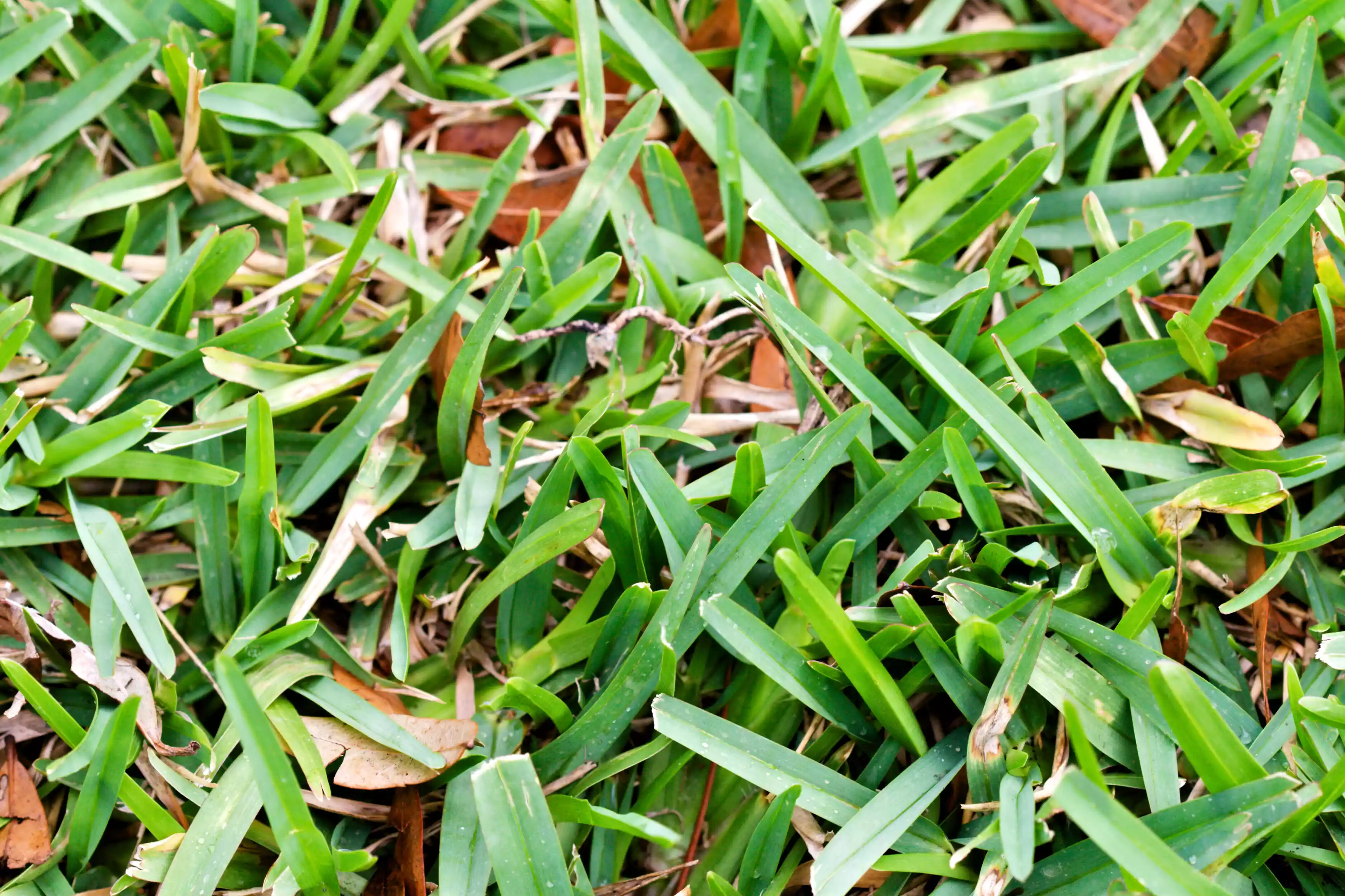 A close up shot of short, green grass