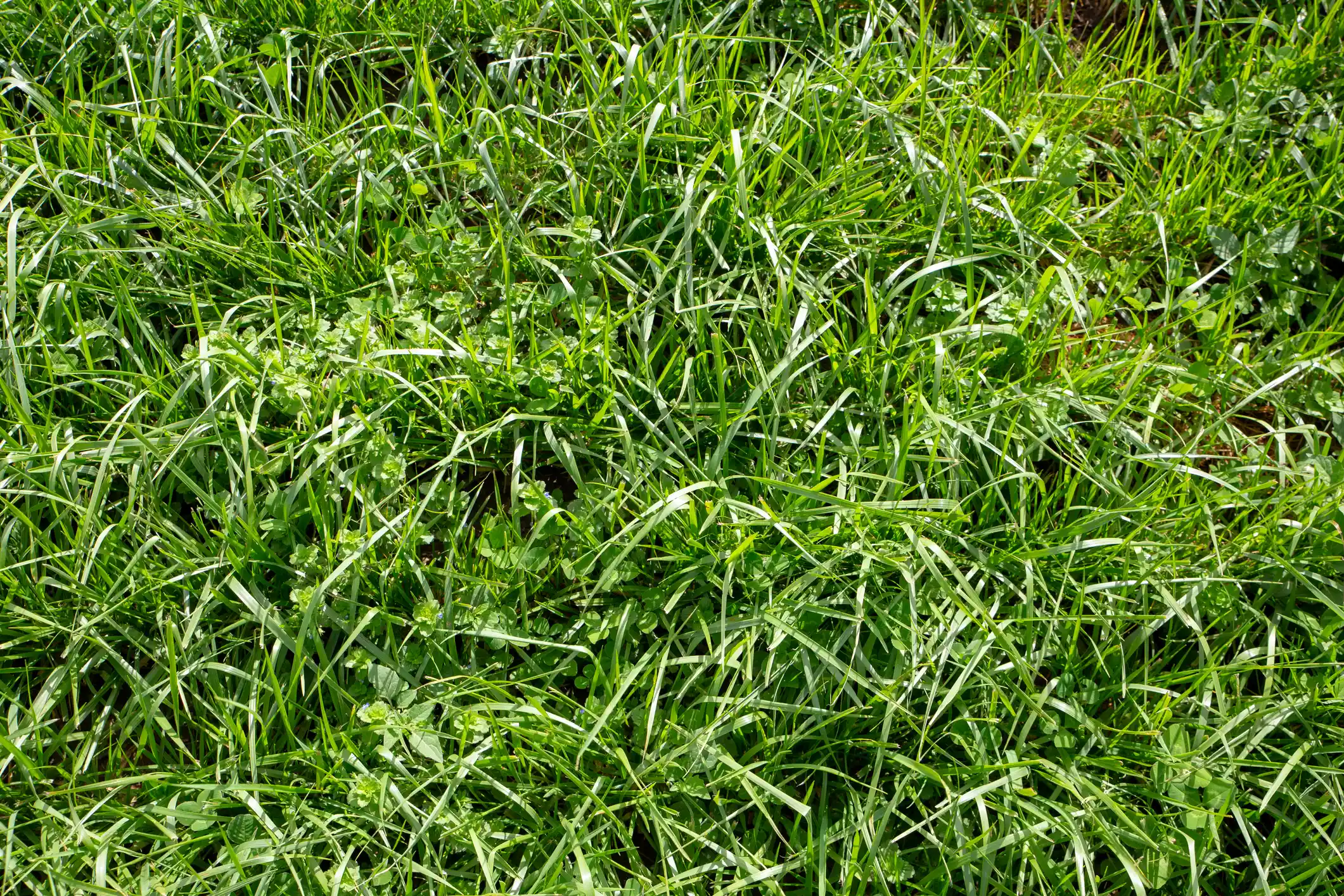A patch of short, unmown green grass with seed pods