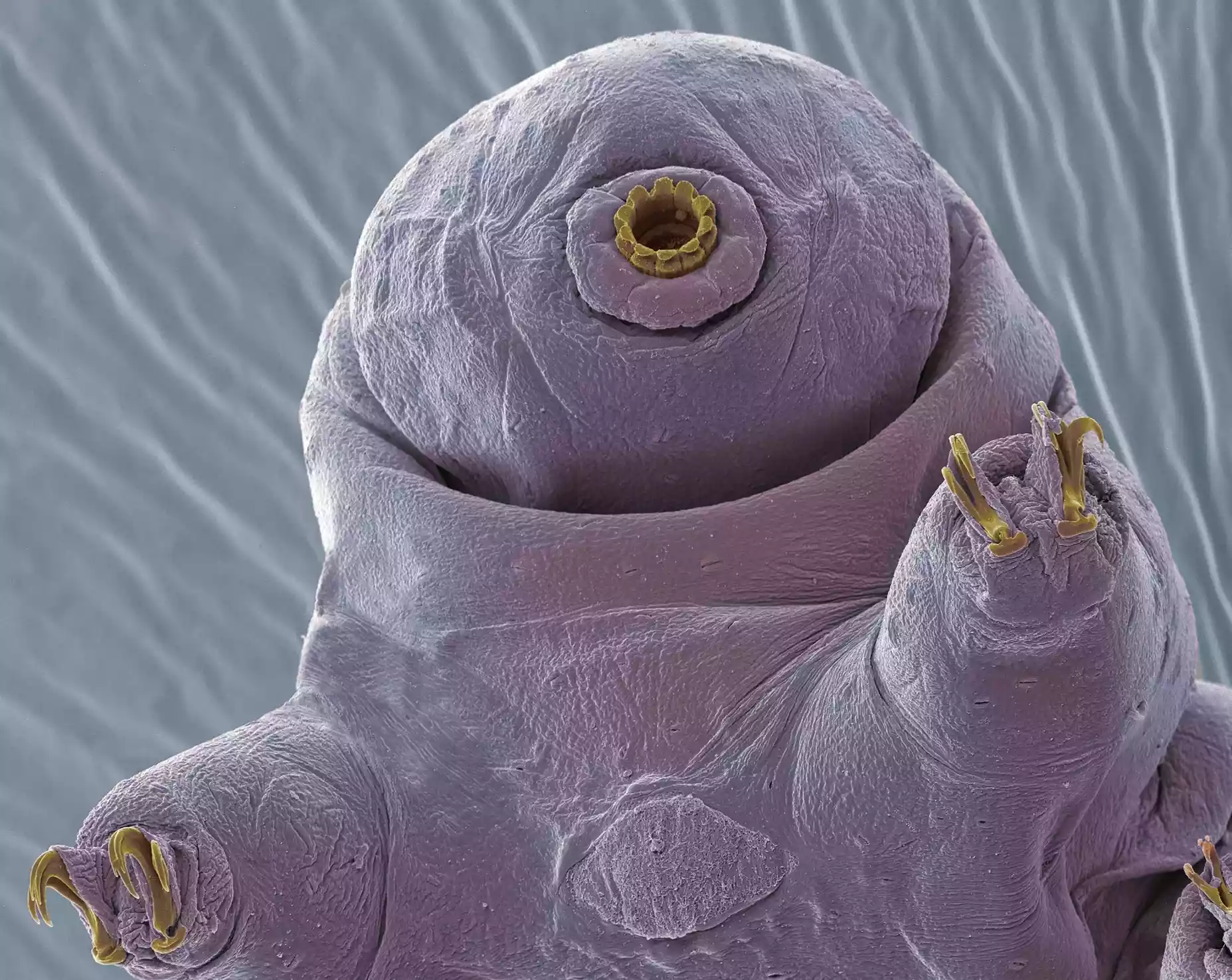 macro view of tardigrade head, magnified 1,000x