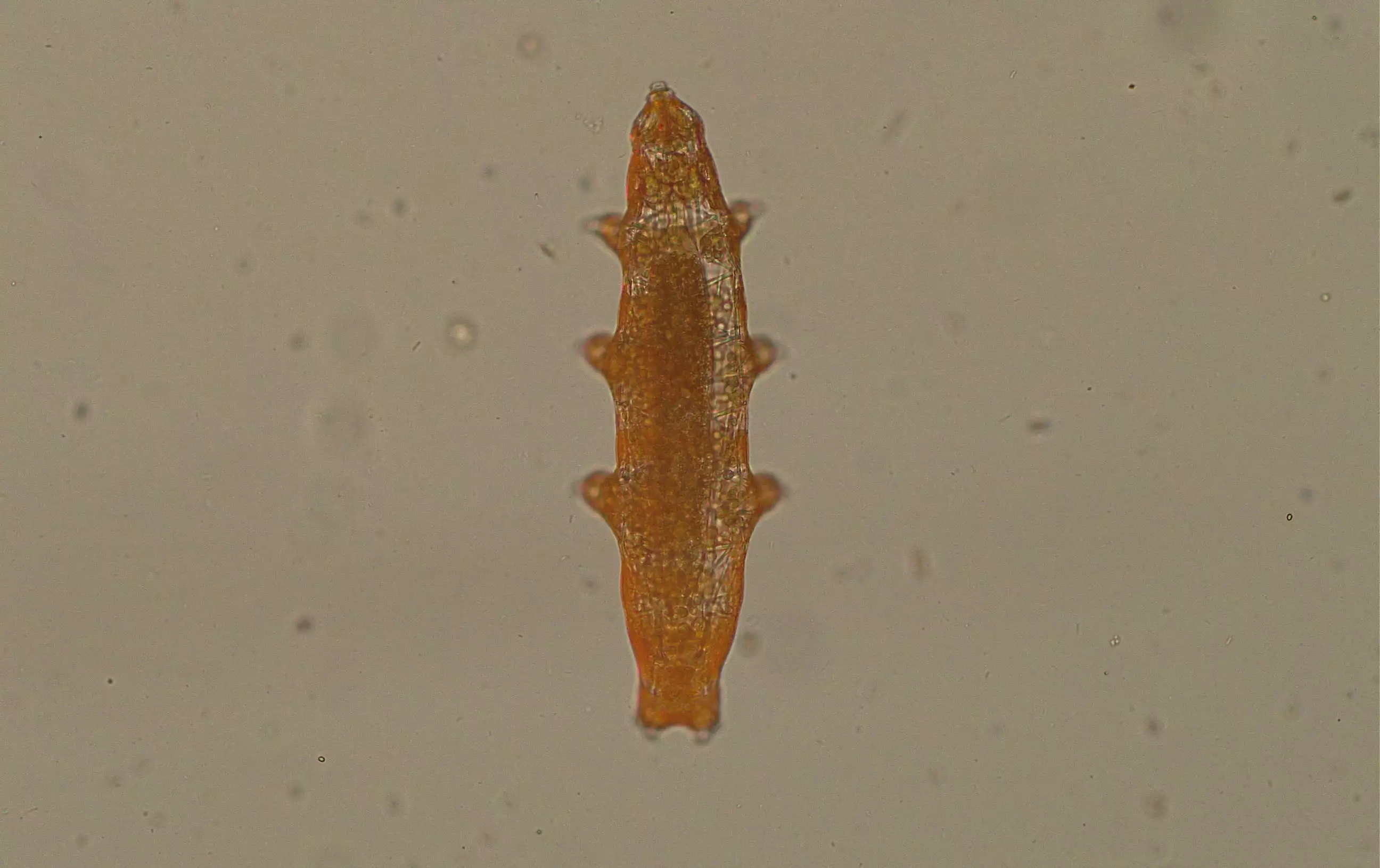 tardigrade magnified 40x under microscope