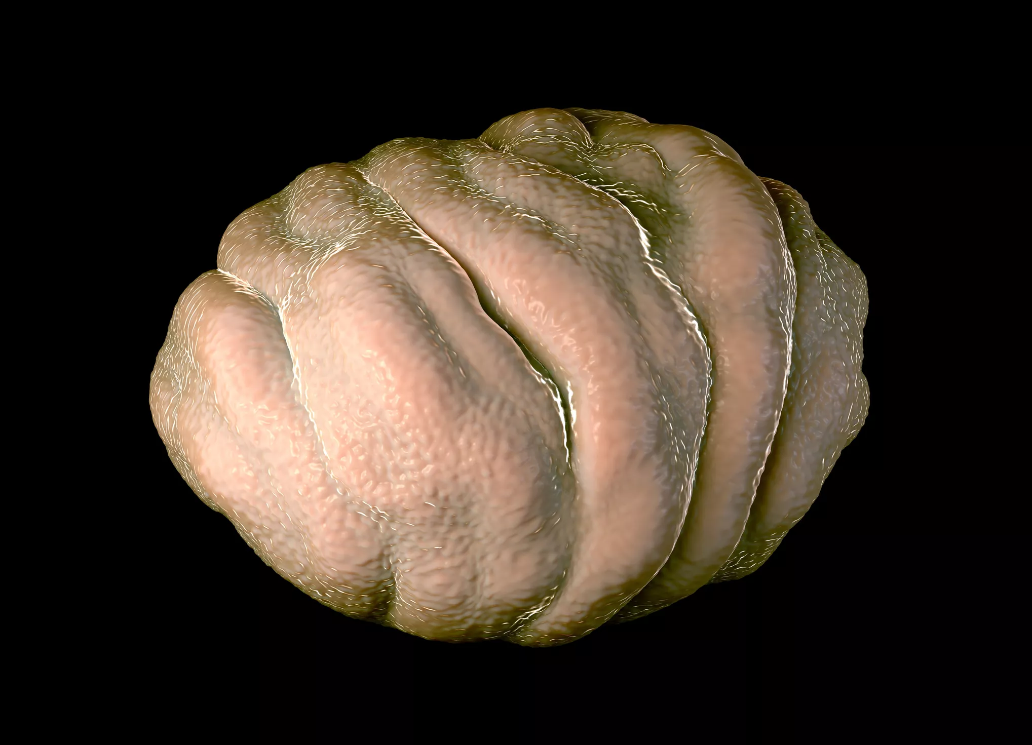 illustration of tardigrade in a tun state