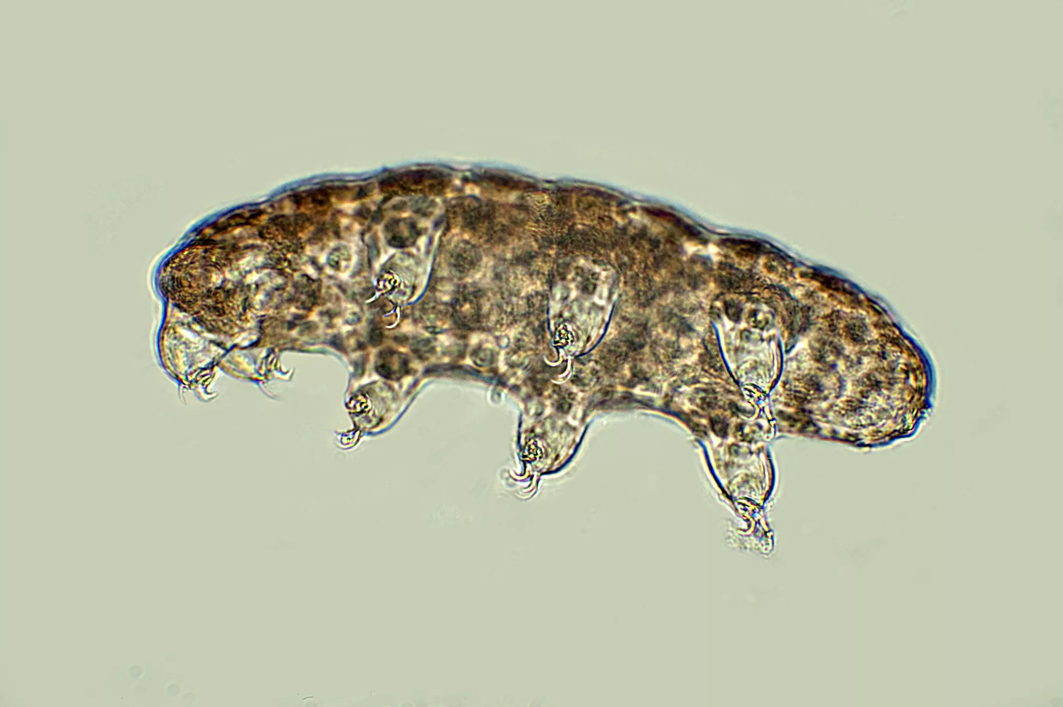 tardigrade magnified by microscope