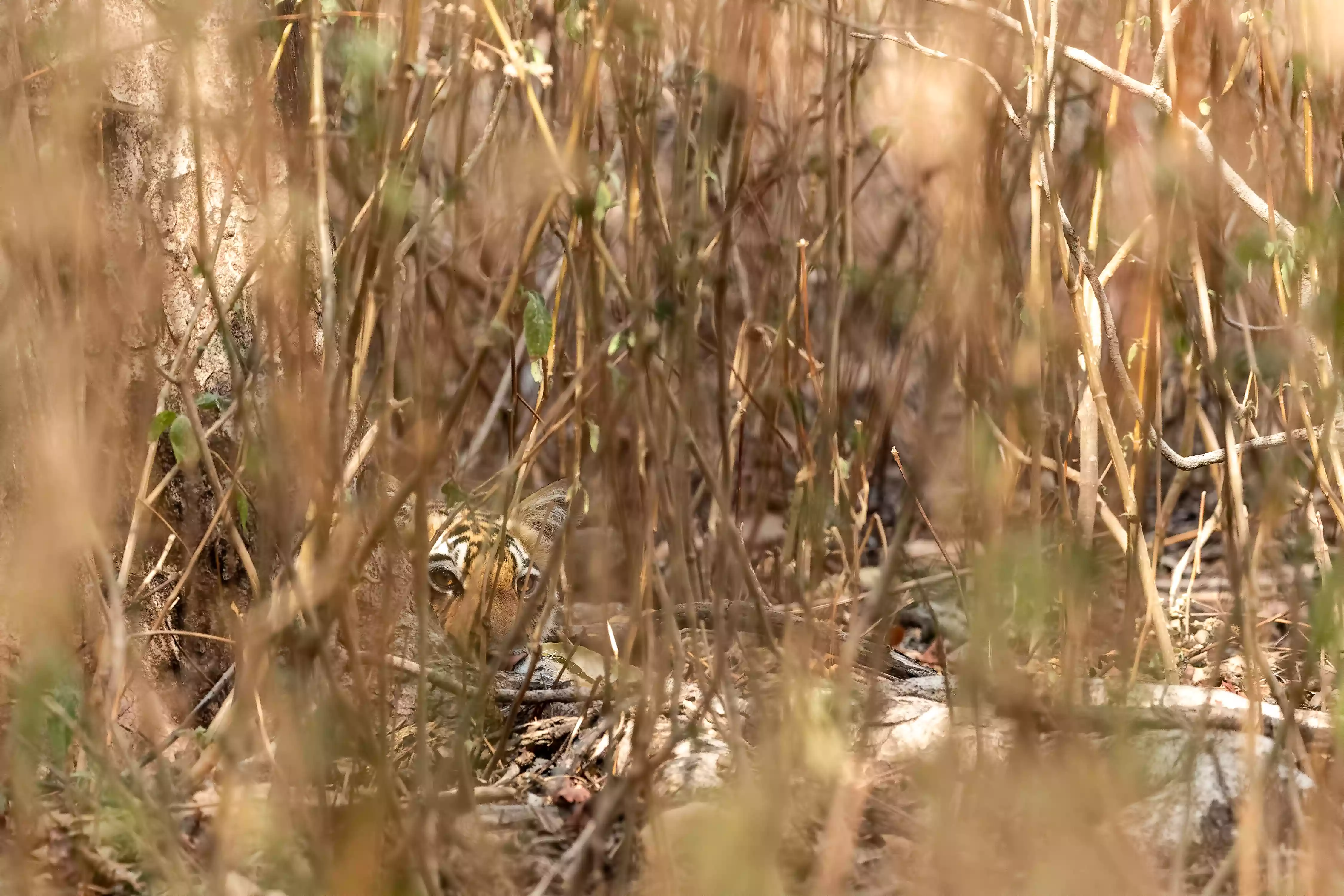 Tiger hidden in a bush. Only a small portion of the face is visible behind the stems of tropical scrub