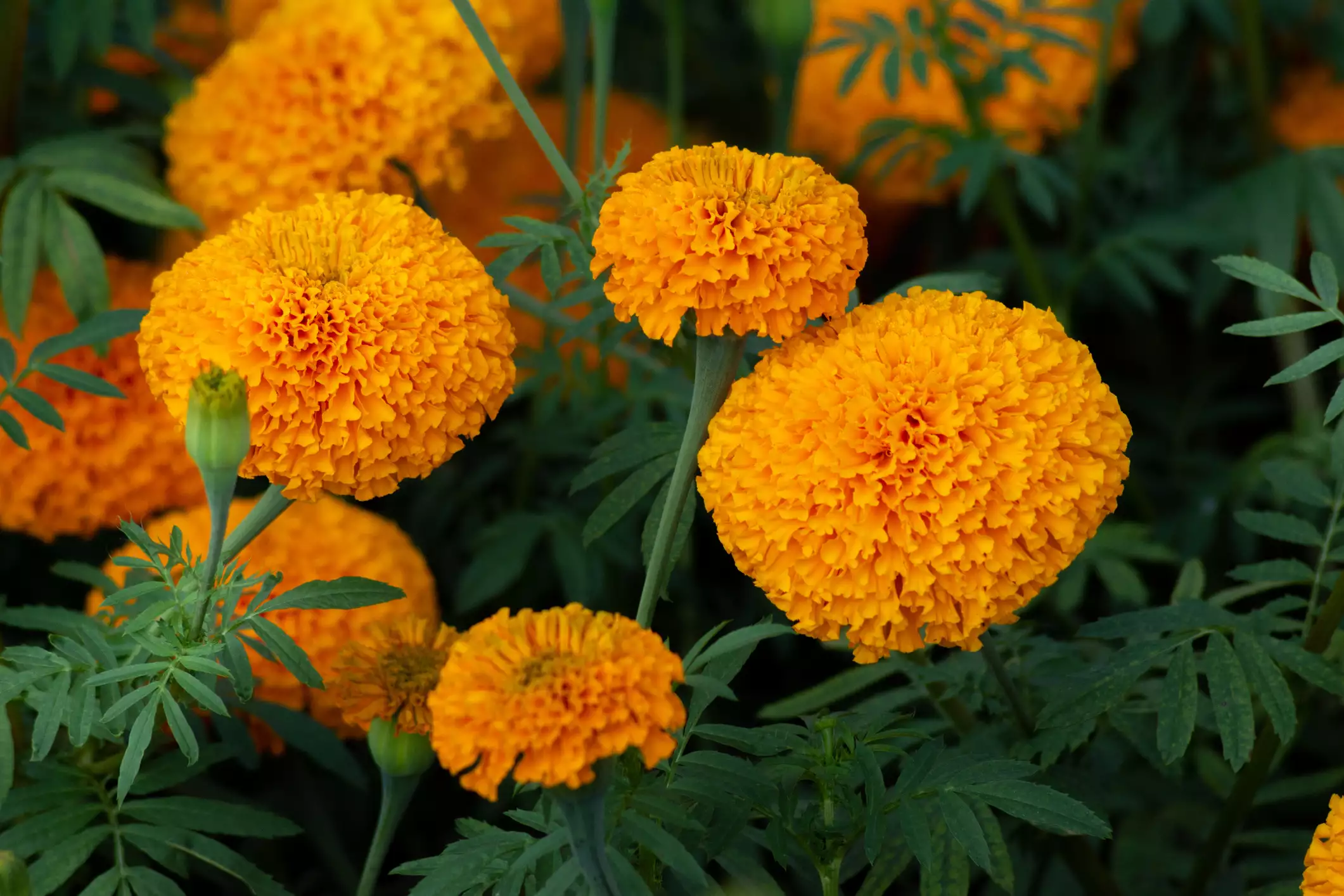 Pom-pomlike orange marigold blooms in a garden