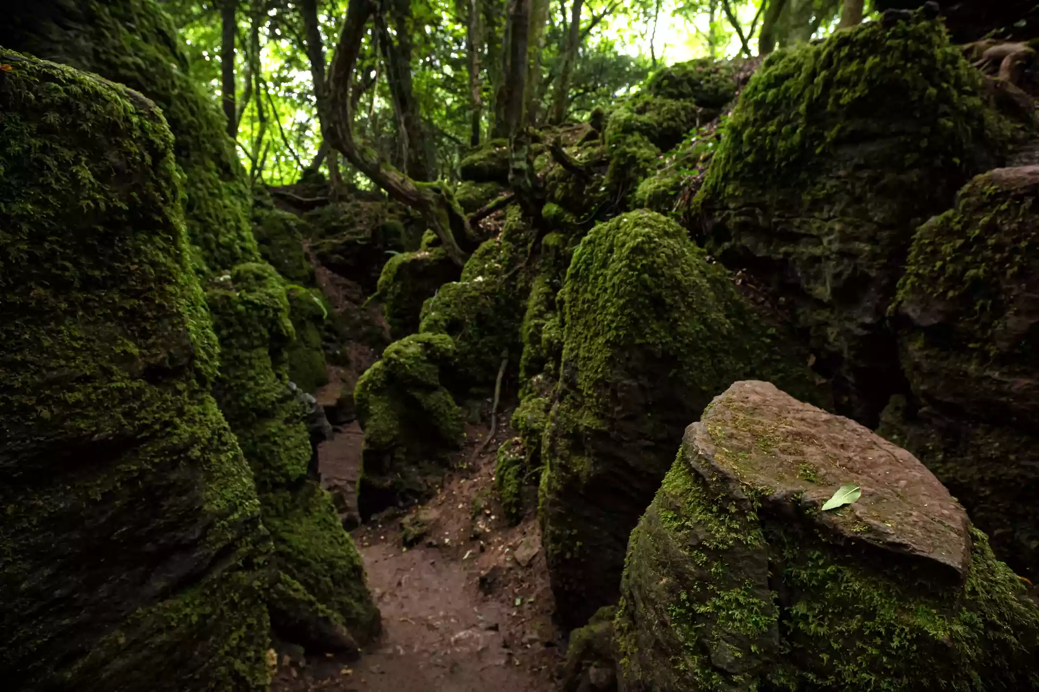 The moss-covered rocks of an ancient woodland 