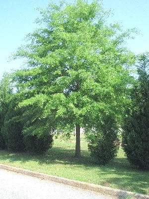 Tree Competition and Spacing