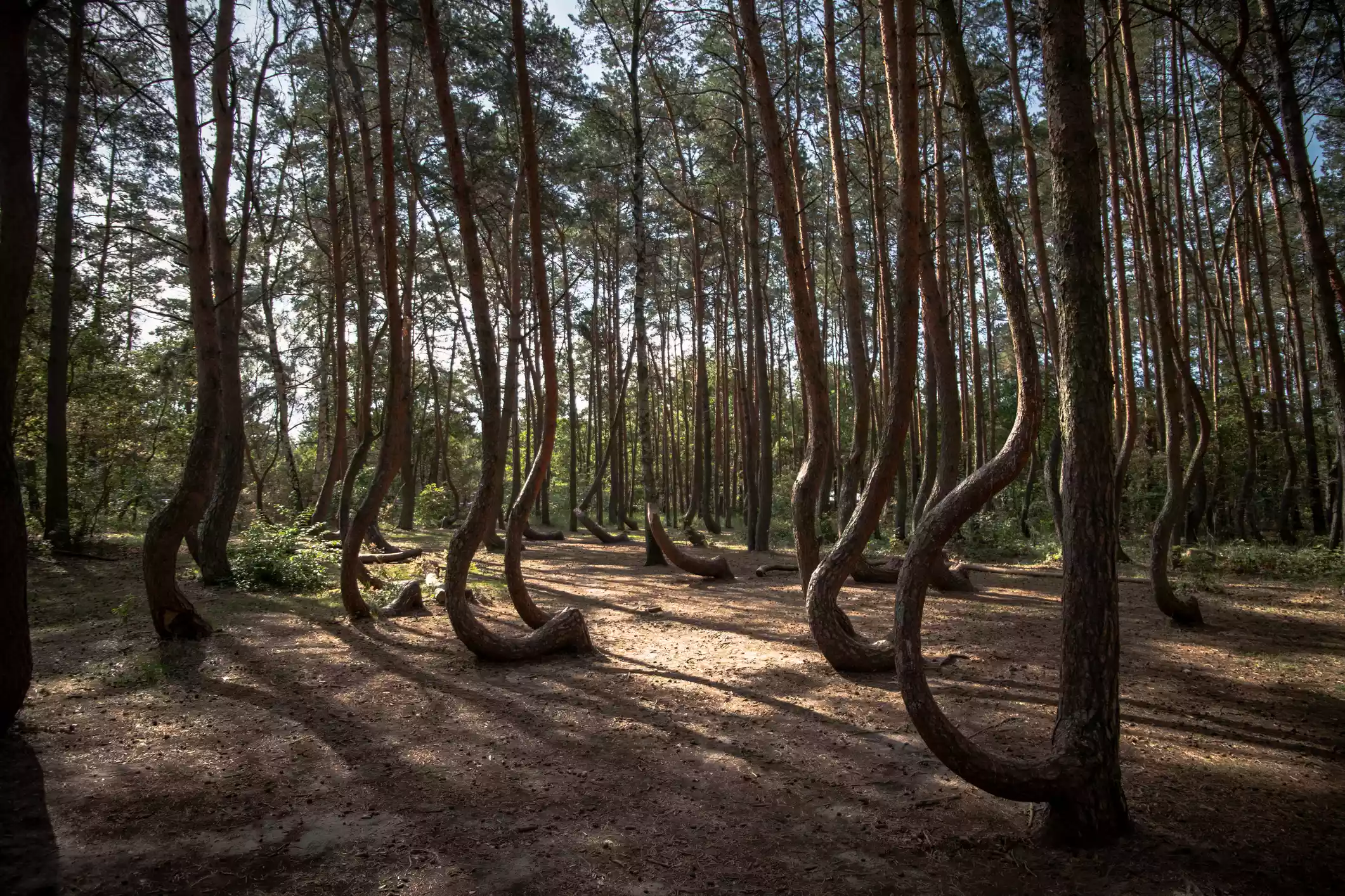 Crooked tree trunks in the Crooked Forest