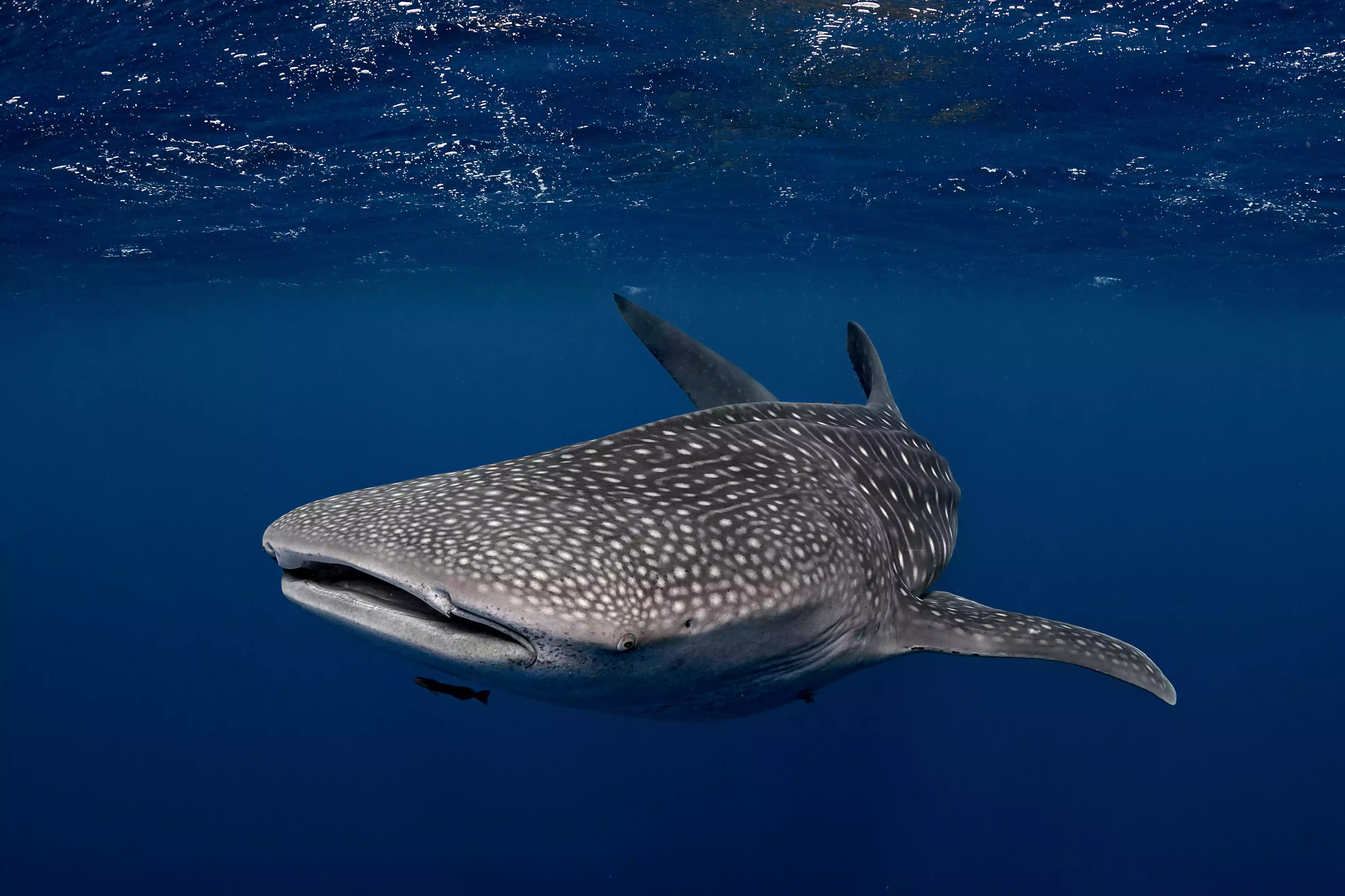 Gray spotted whale shark swimming in the ocean