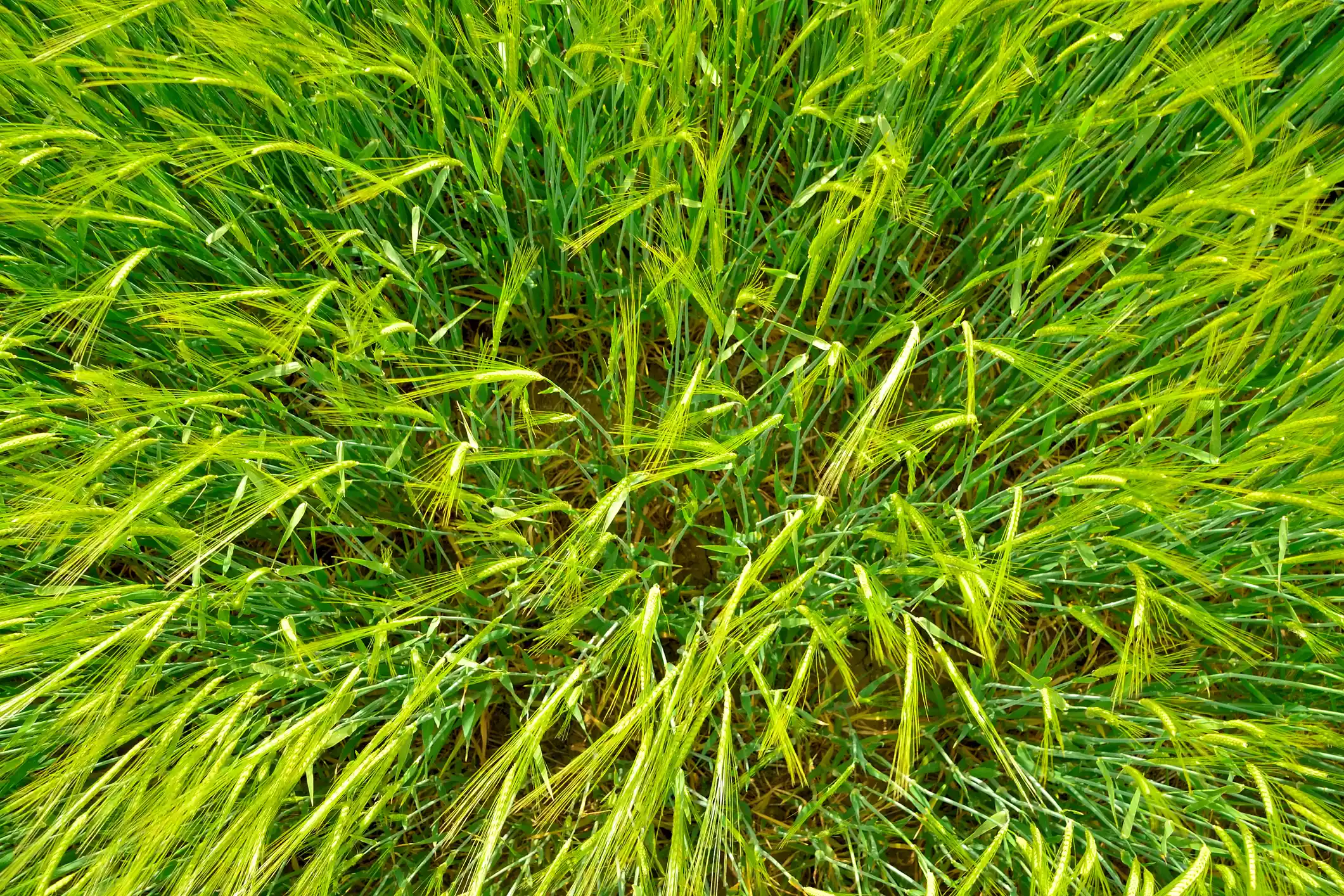 An overhead view of a patch of bright green wheatgrass