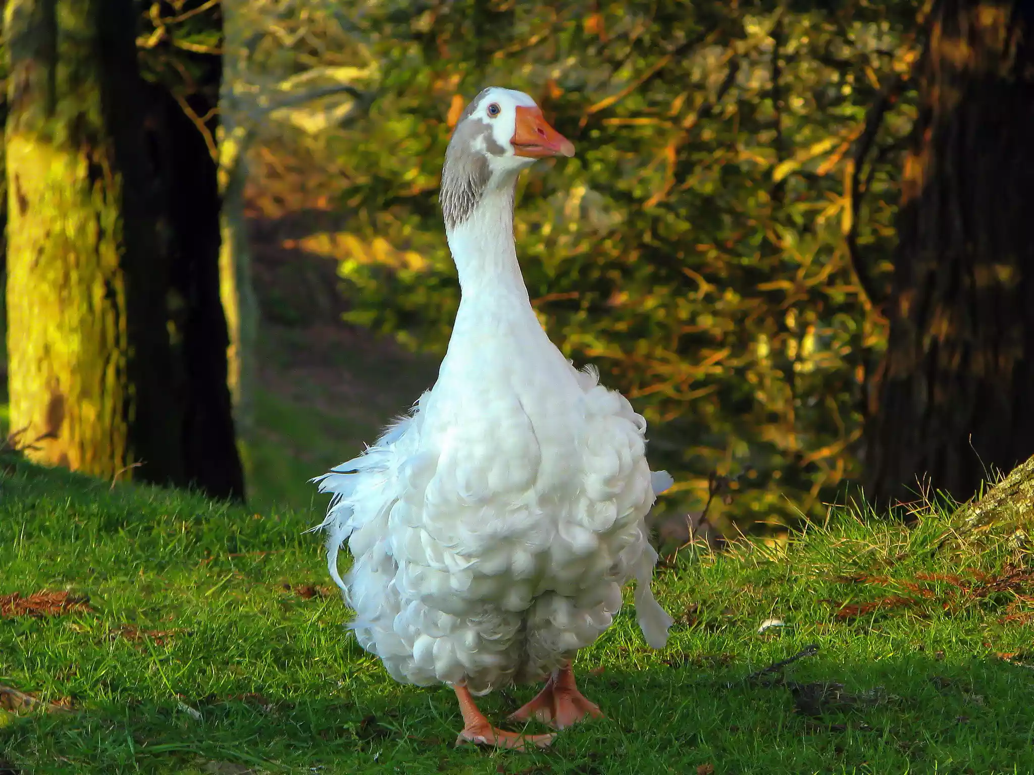 A white Sebastopol goose walking on the grass with a forest in the background
