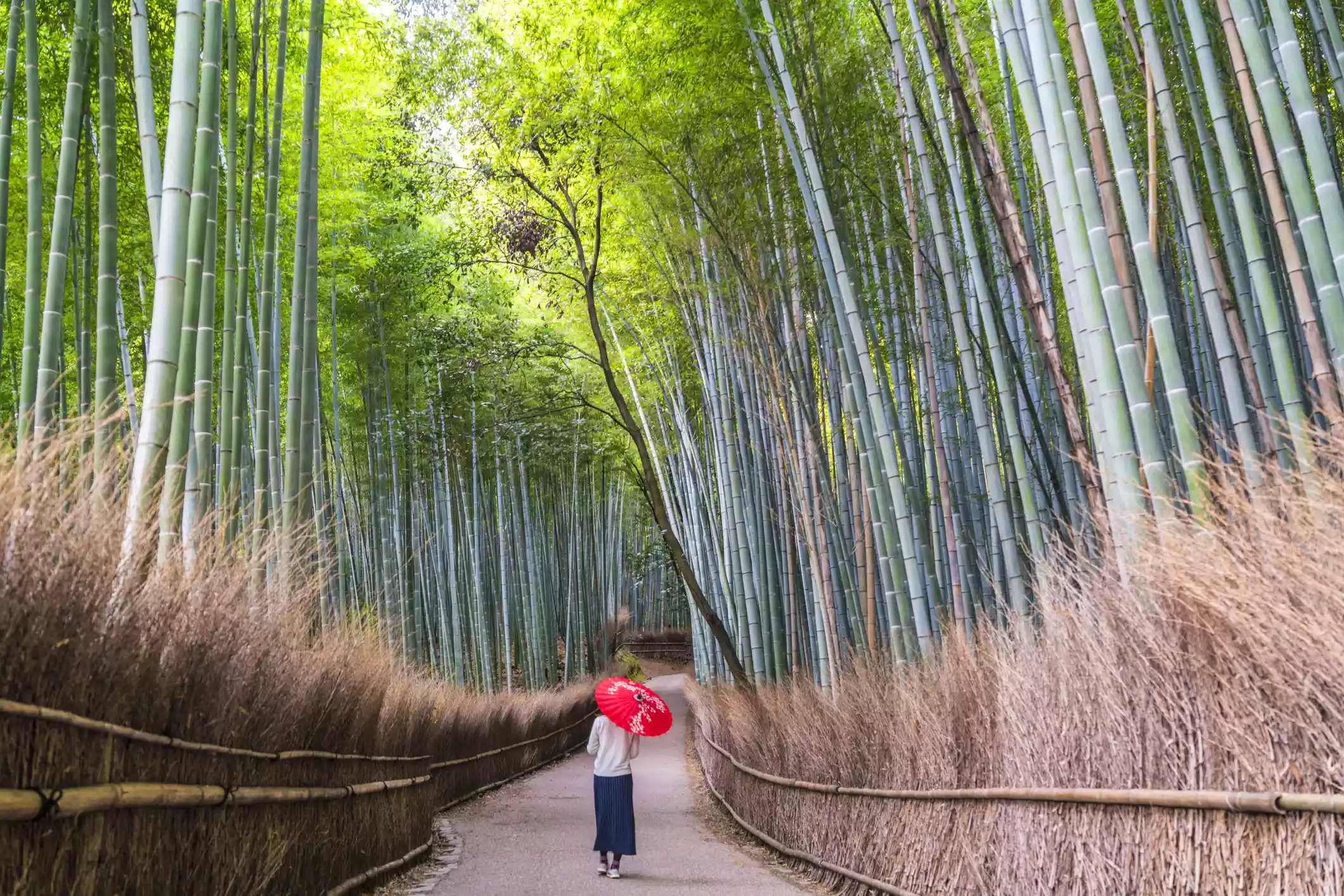 Person with umbrella walking on path through bamboo forest