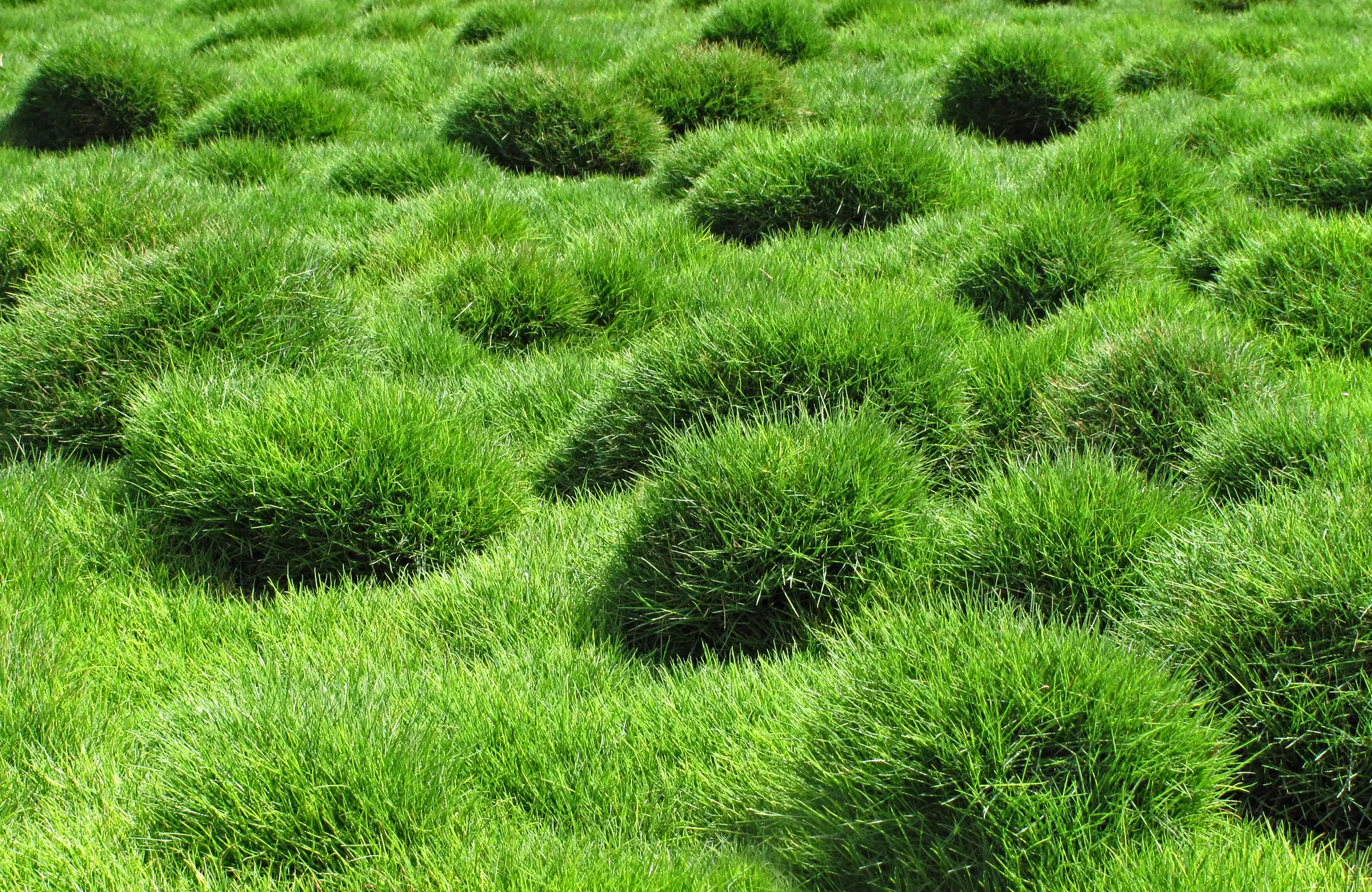 A field of bright green grass