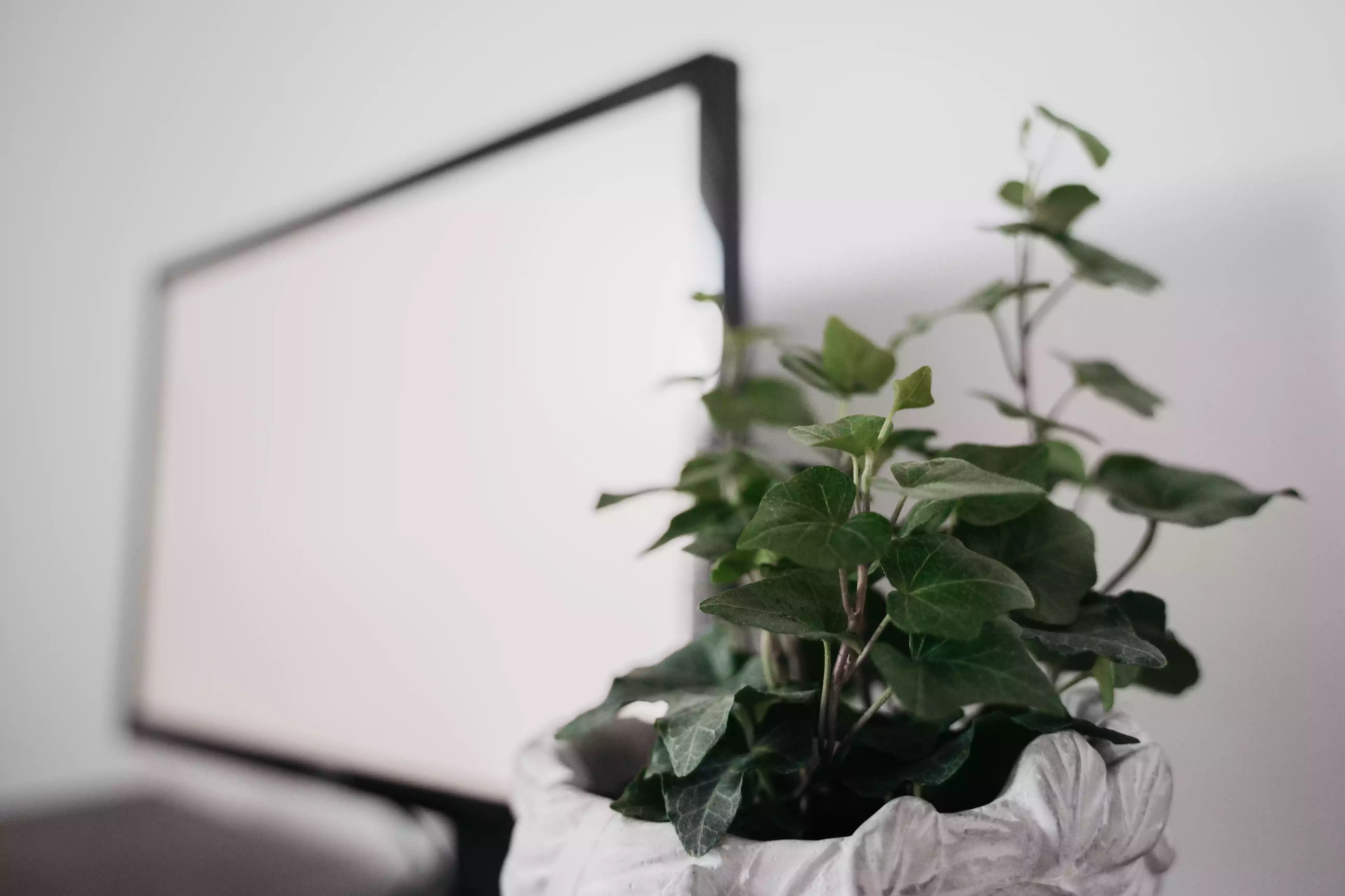 English ivy plant in white container with large flat screen TV in background