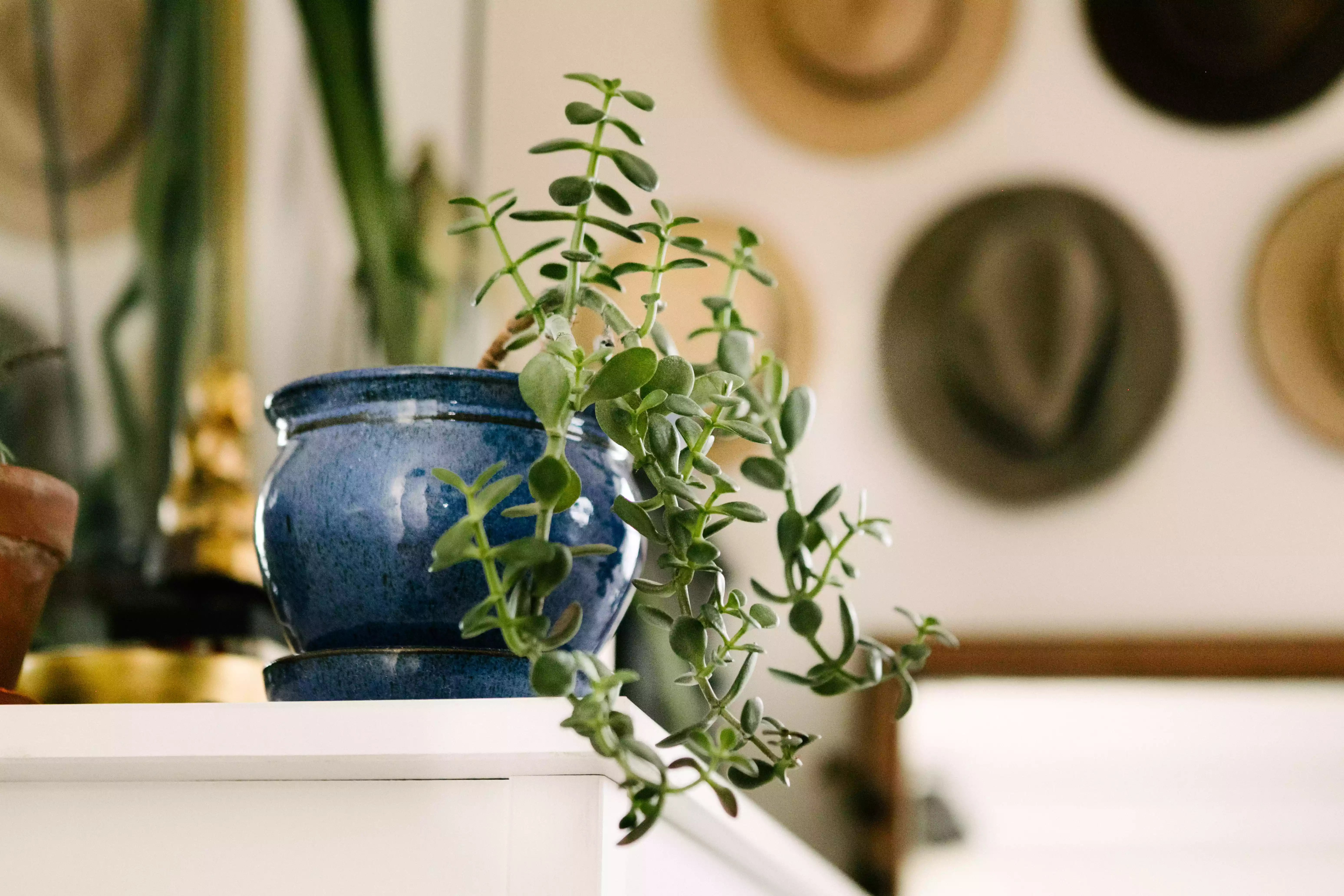 jade plant in blue pot sits on shelf against wall of hats
