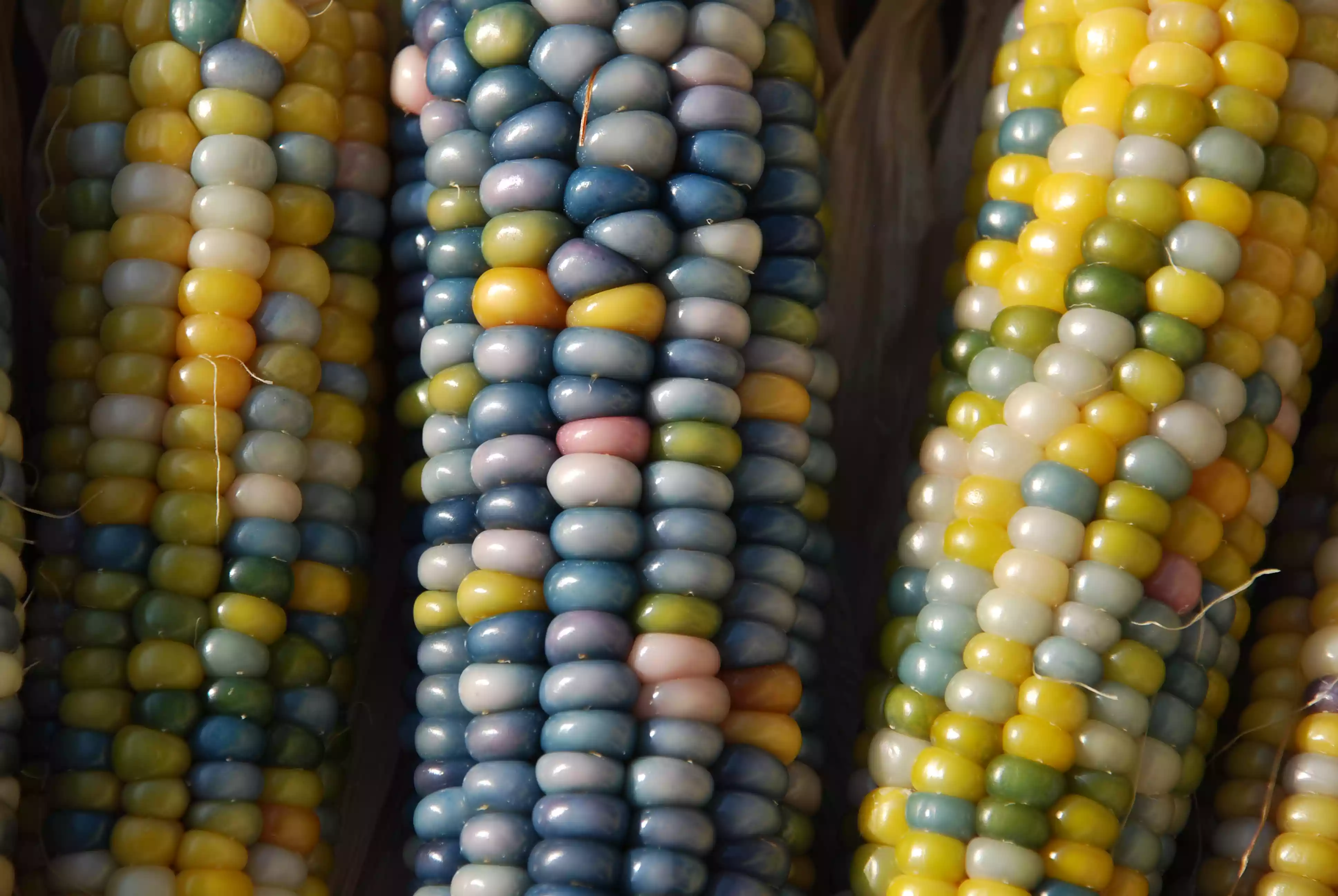 Close up of blue and yellow kernels of glass gem corn.