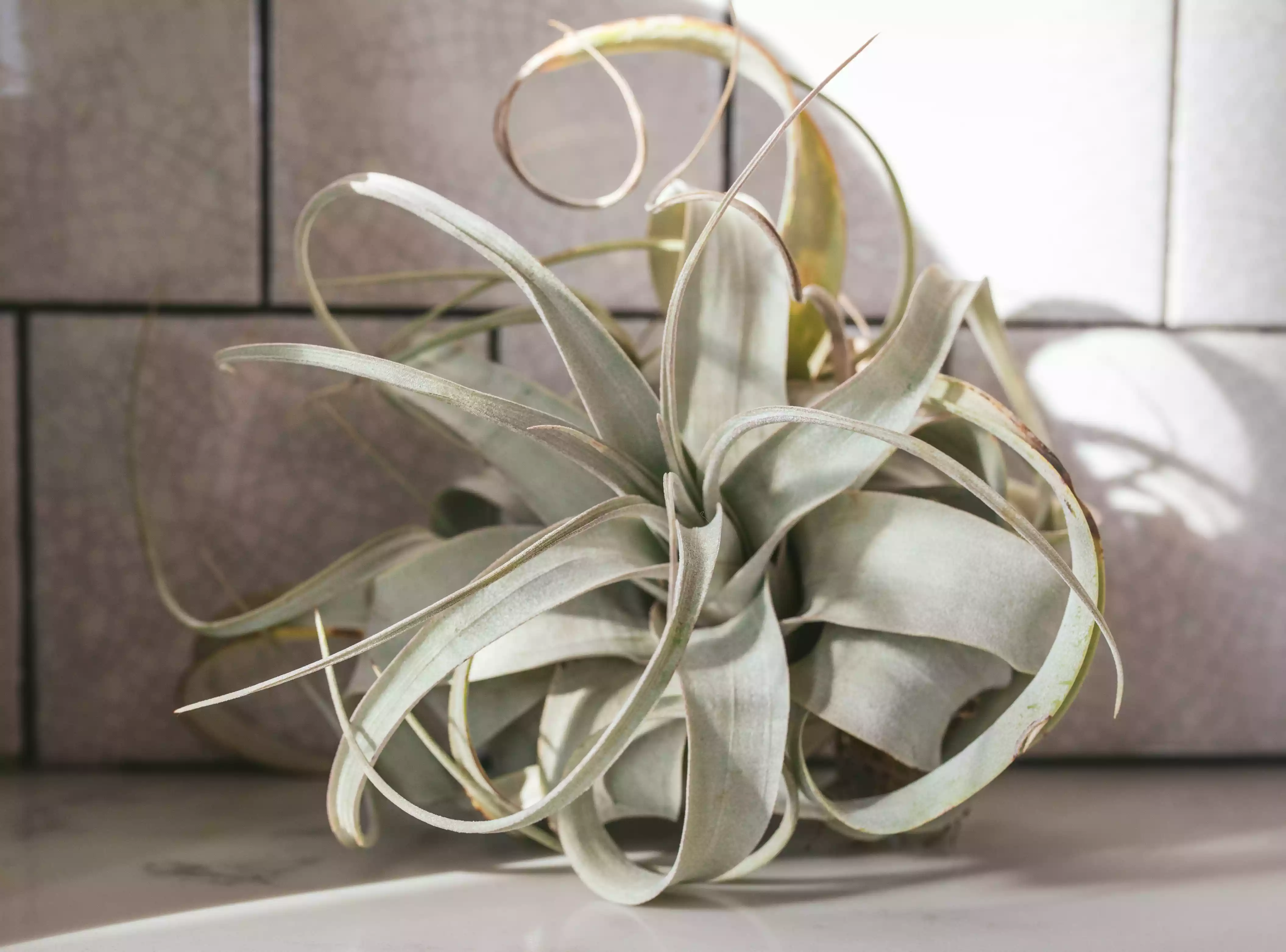 gray-green spiral air plant against grey tile wall