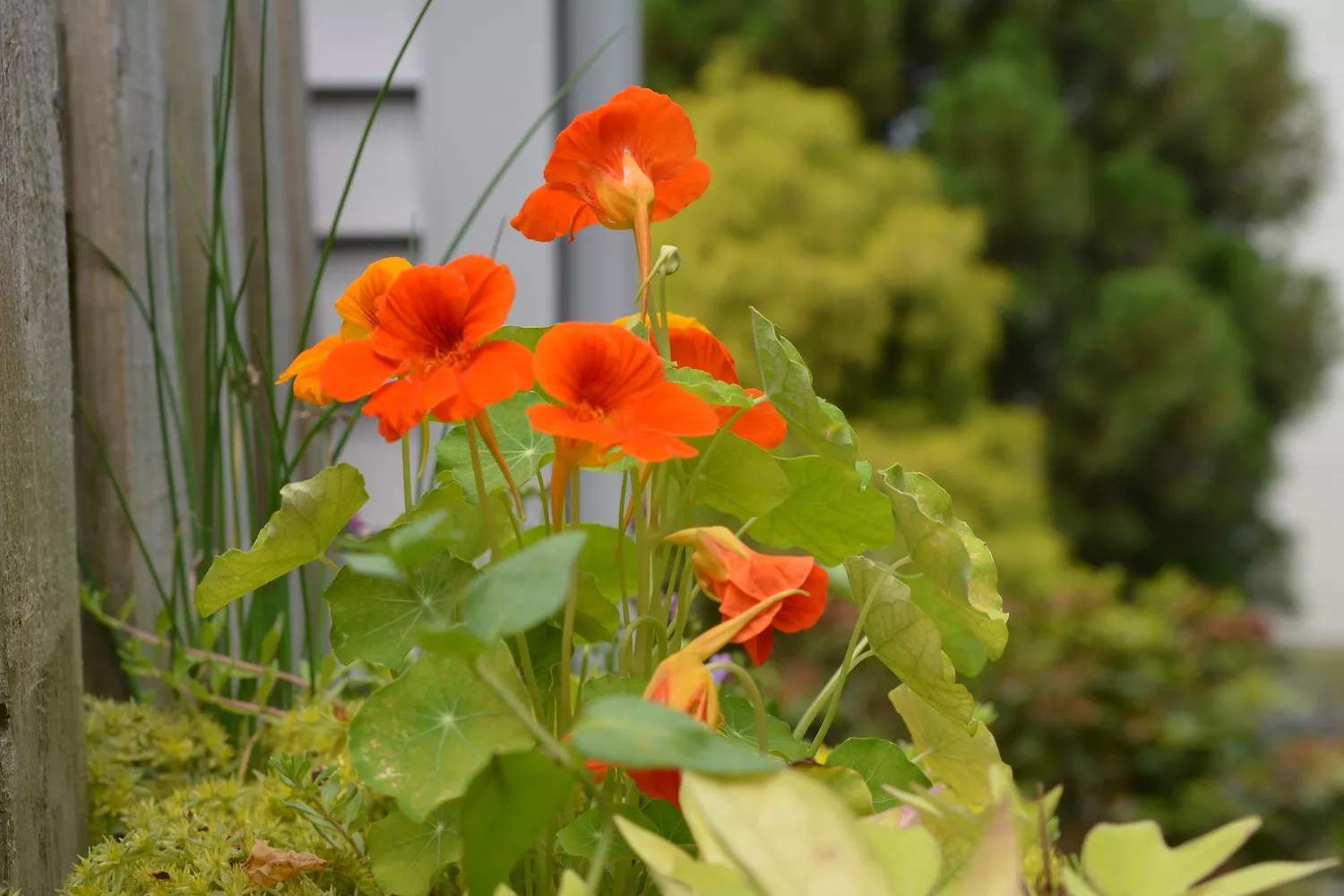 Bright, orange-red nasturtium flowers stand tall along the side of a house