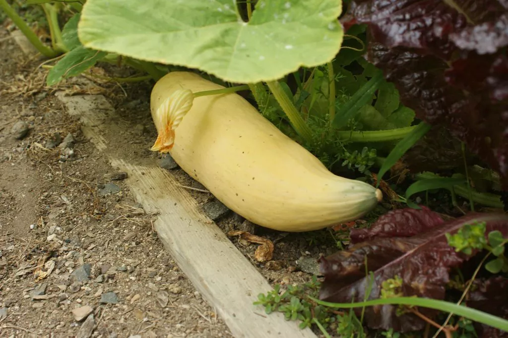 A candy roaster squash in a garden bed.