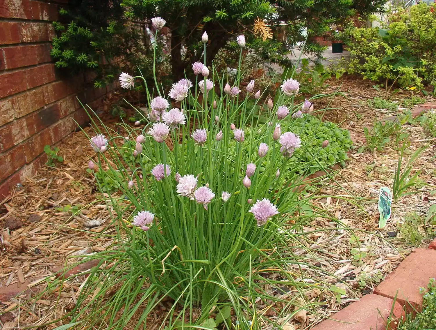 Chives growing in a backyard