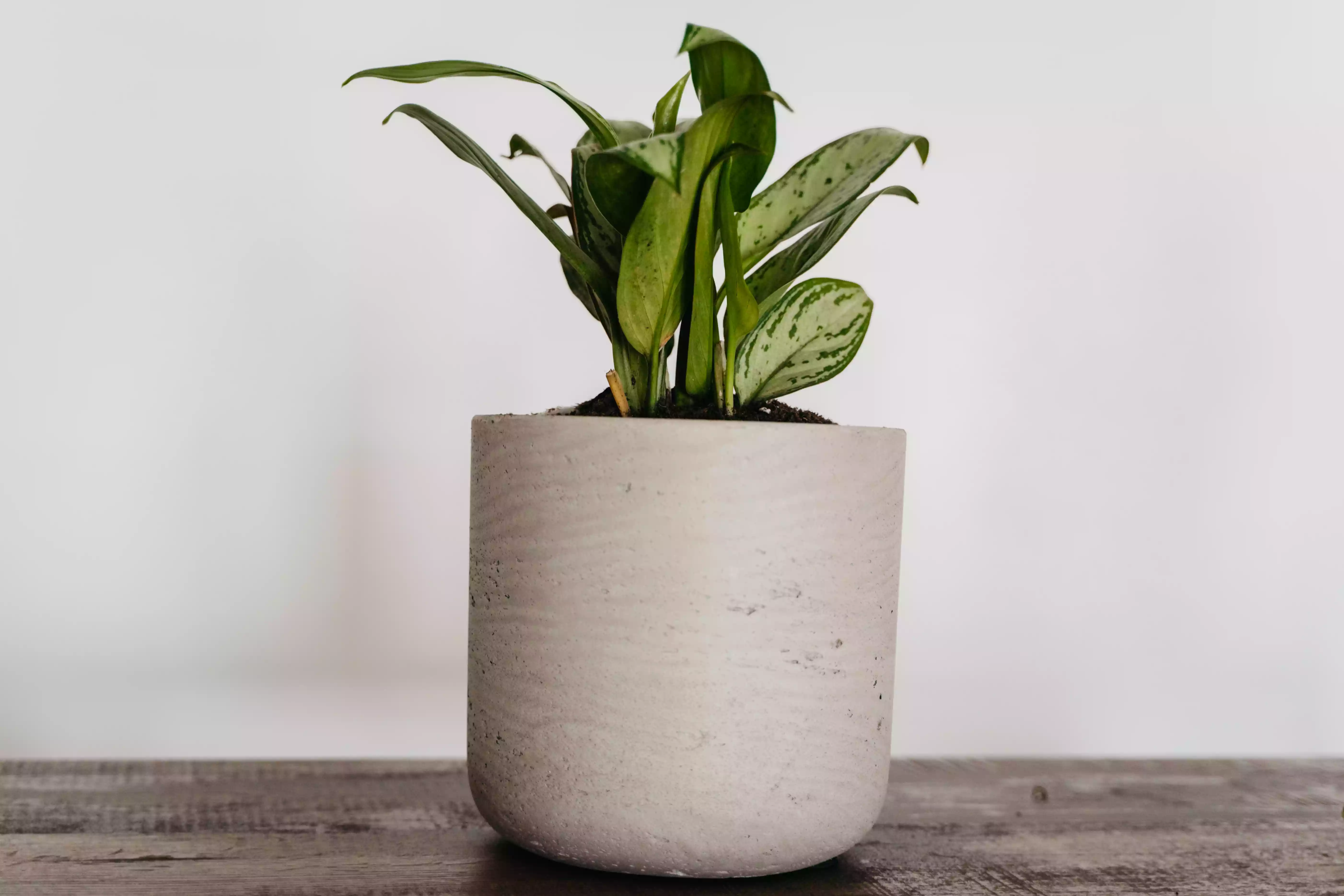 chinese evergreen plant in gray pot against neutral background