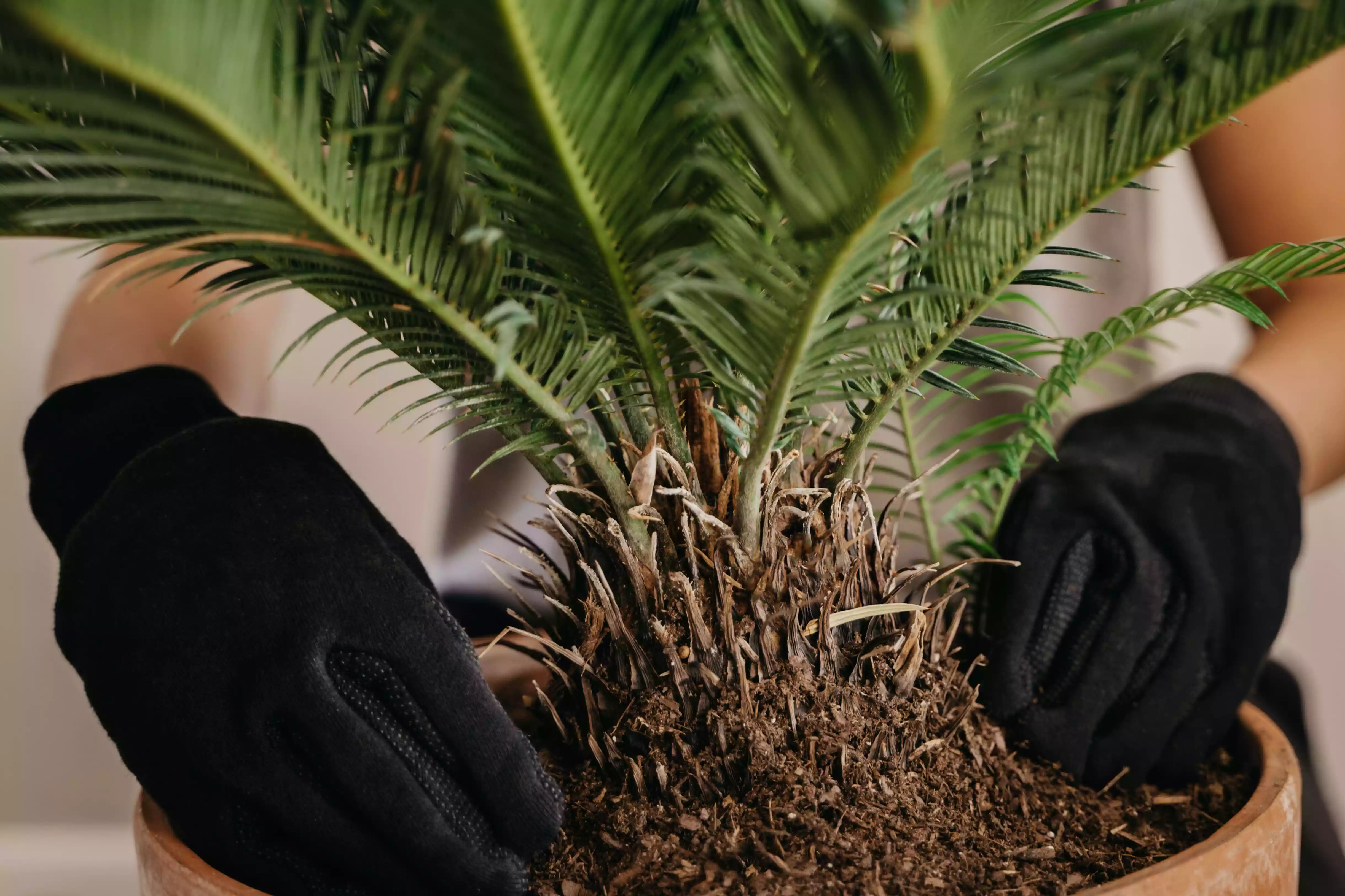 hands with gloves pot a sago palm in terra cotta pot