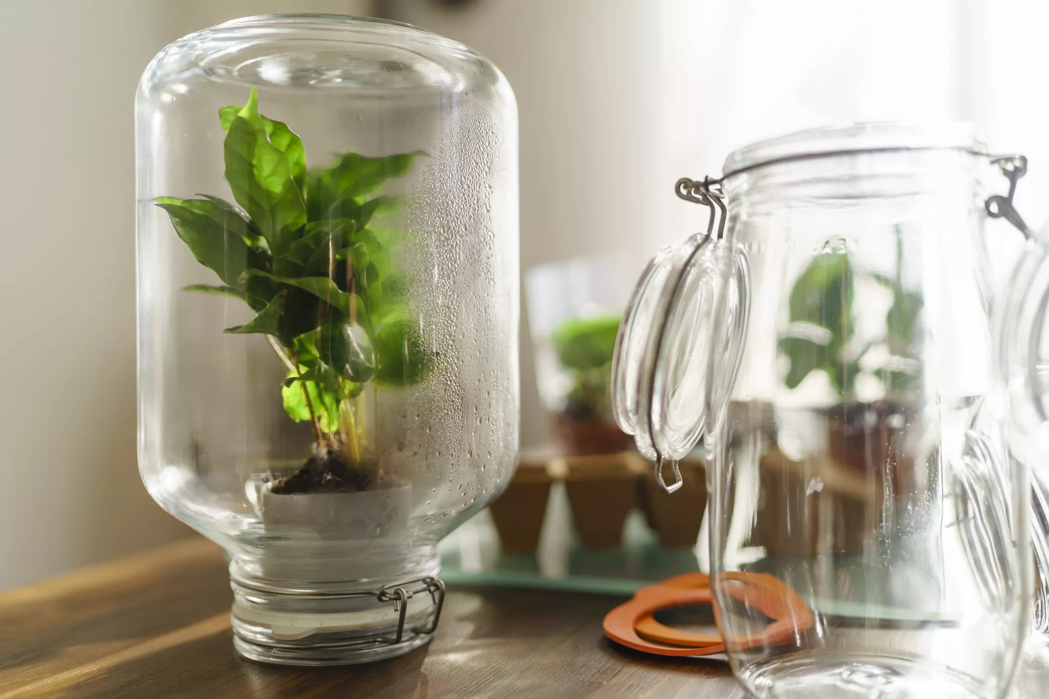 Coffee plant in a preserving jar