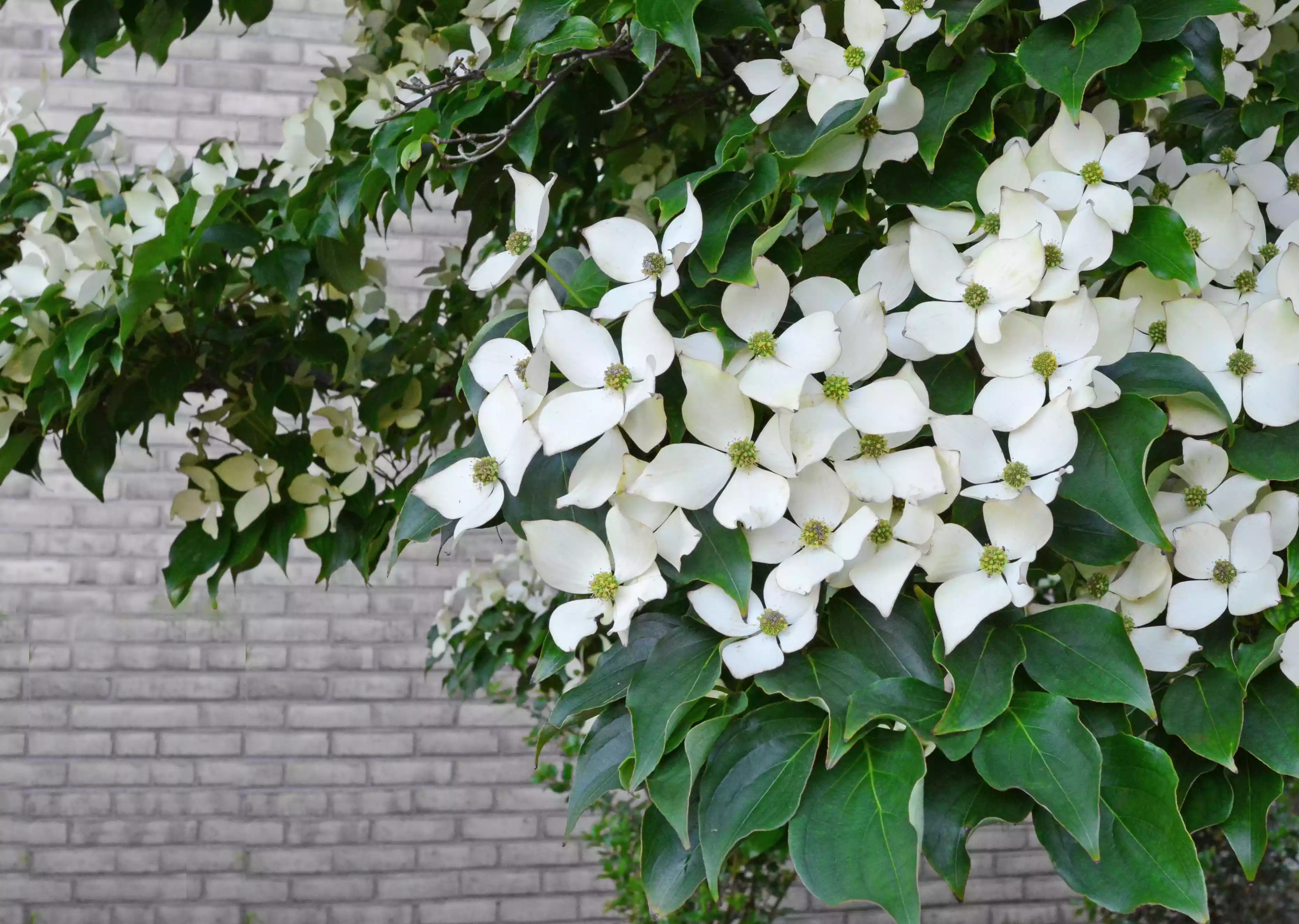 A close-up shot of a dogwood tree in bloom in front of a brick wall
